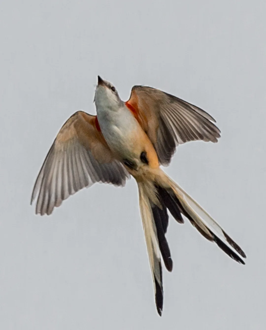 D800, 300mm, 1/2000s, f/5.6, ISO640