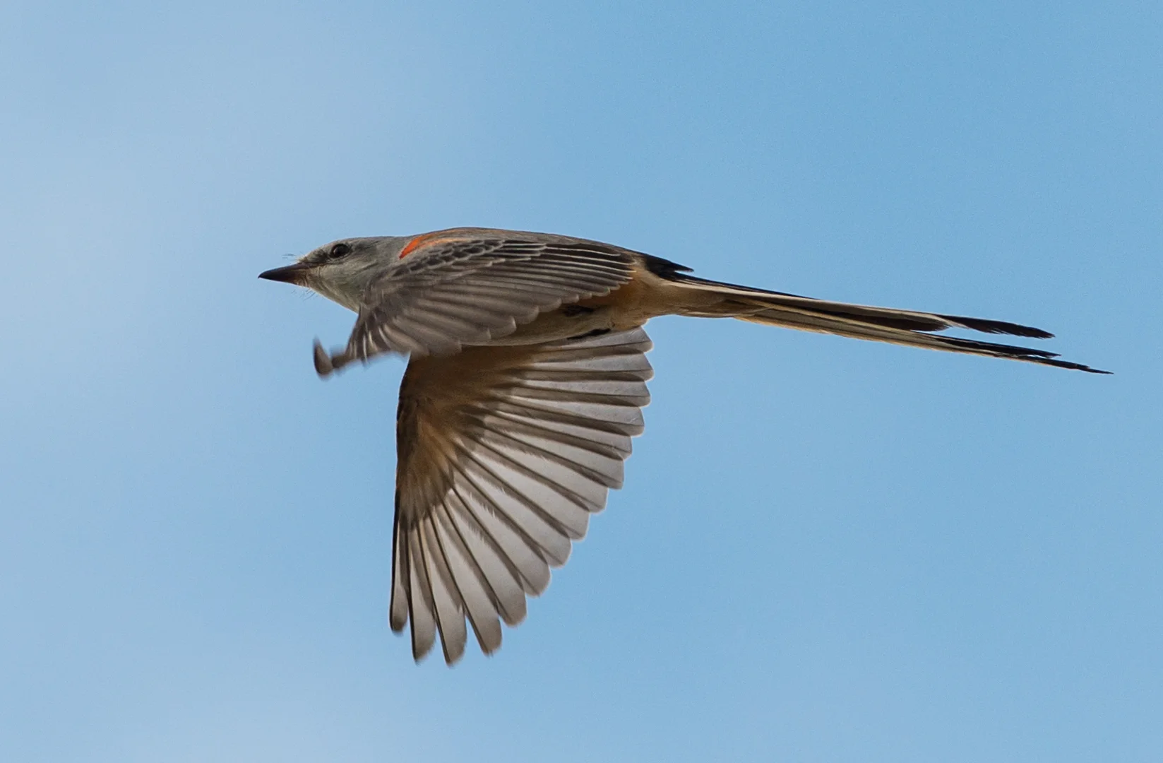 D800, 300mm, 1/2000s, f/5.0, ISO100