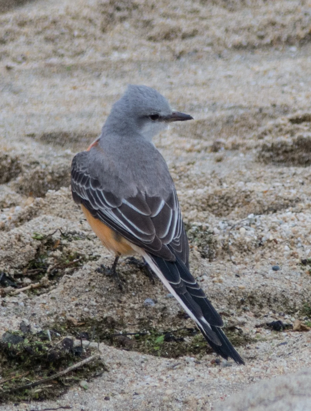 A Birder and a Flycatcher
