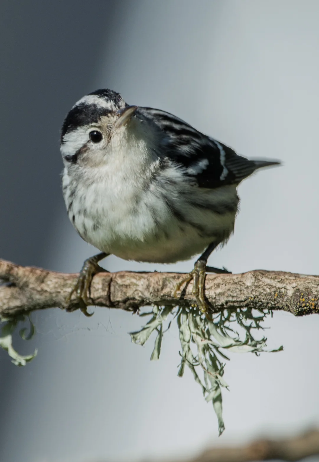 Featured Photo 17: Black-and-White warbler (Mniotilta varia) EQ: D800 600mm f/4 VR on Taken: 1-2-15 12:16 Setting: 600mm, 1/1000s, f/5.6, ISO360 Condition: Sunny but in shade