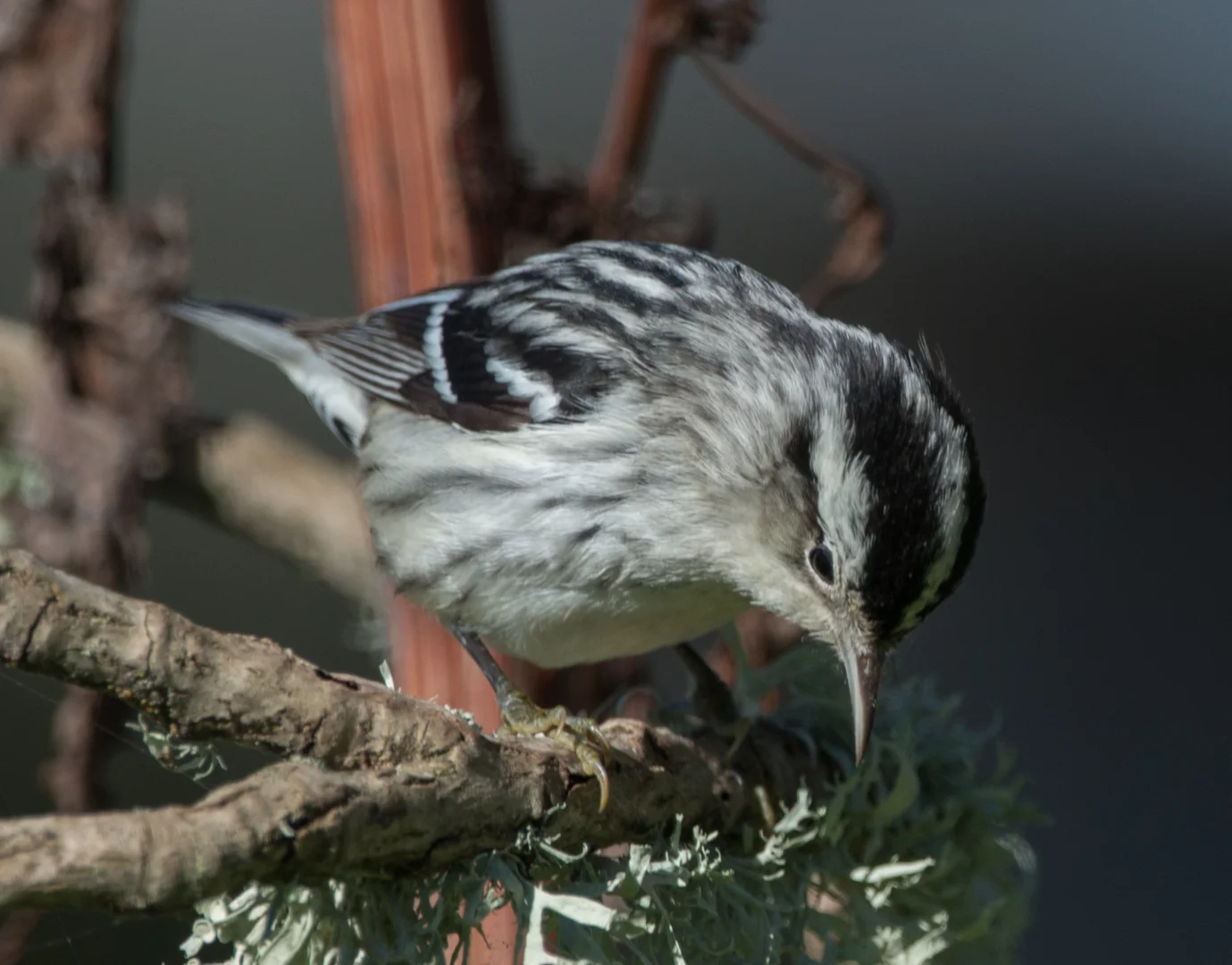 Setting: 600mm, 1/1000s, f/5.6, ISO220