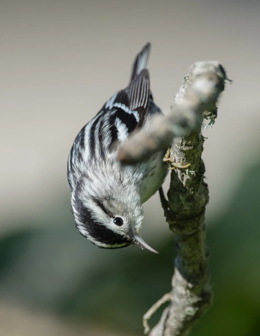 Setting: 600mm, 1/1000s, f/5.6, ISO450