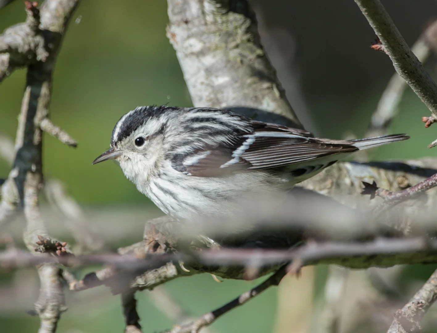 Setting: 600mm, 1/1000s, f/5.6, ISO320