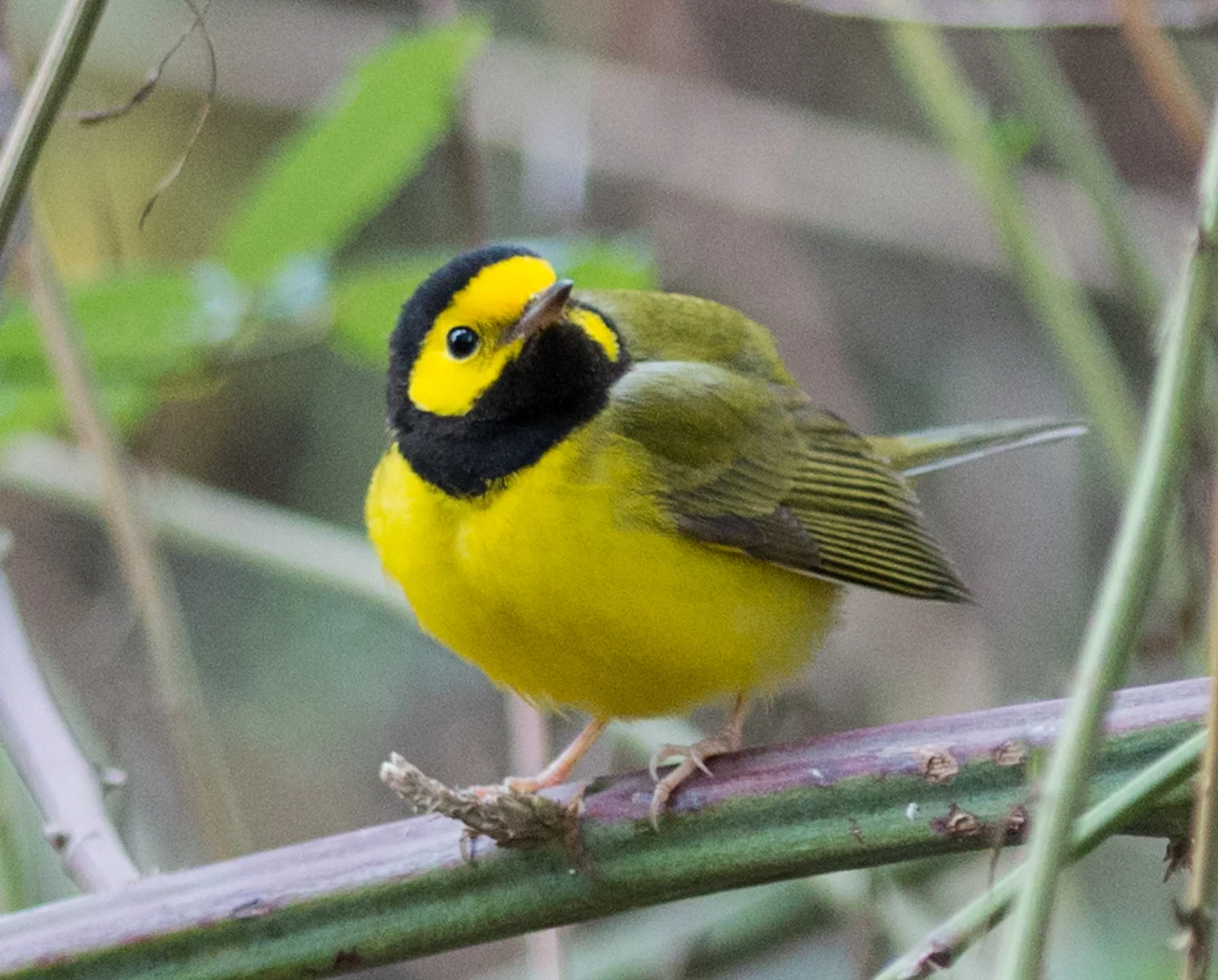 Setting: 300mm, 1/320s, f/2.8, ISO1600