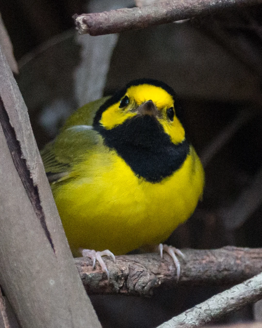 Setting: 300mm, 1/320s, f/2.8, ISO1600