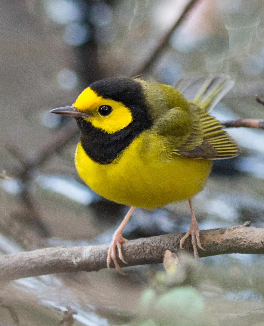 Setting: 300mm, 1/320s, f/2.8, ISO1600