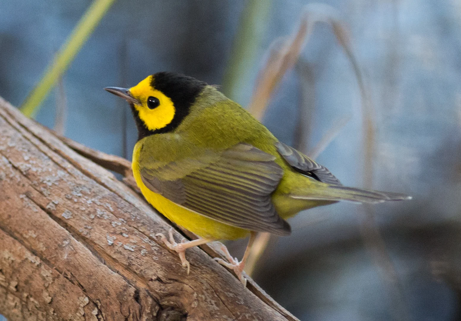 Hooded Warbler