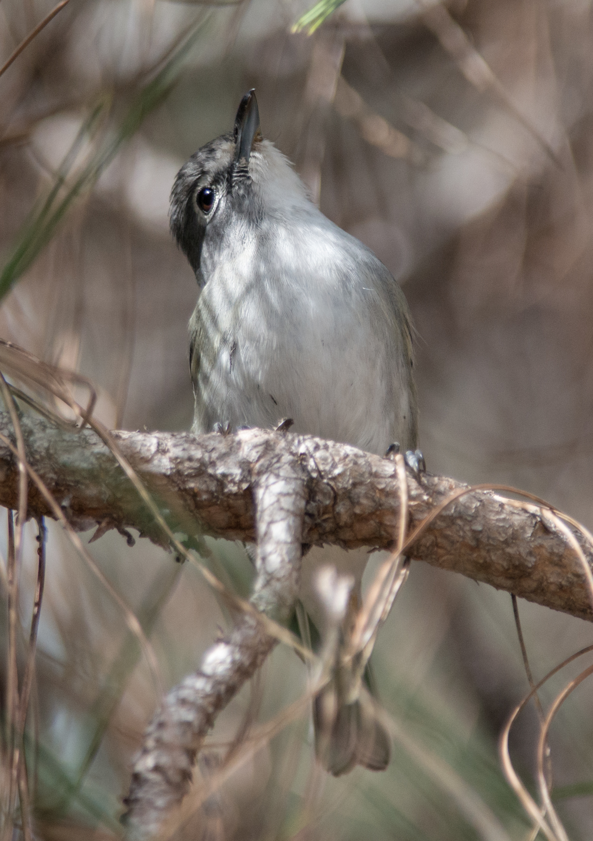 Setting: 500mm, 1/640s, f/4.8, ISO1100 Taken: 12-27-13 13:24
