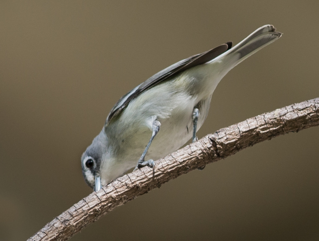 Setting: 300mm, 1/800s, f/2.8, ISO280 Taken: 1-28-15 14:37