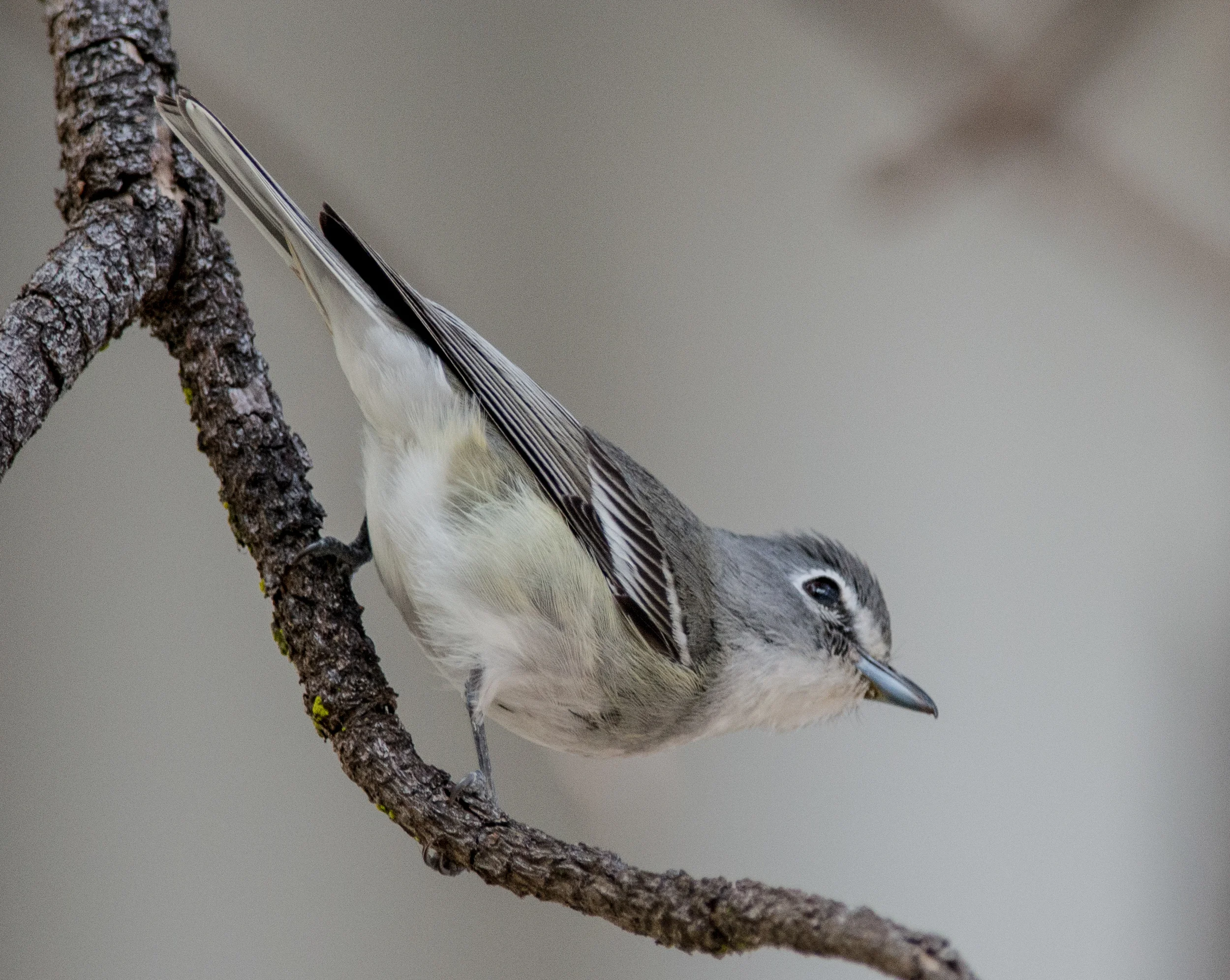 Featured Photo 19: Plumbeous Vireo (Vireo plumbeus) EQ: D800 300mm f/2.8 with 1.7x TC Taken: 12-27-13 13:22 Setting: 500mm, 1/640s, f/4.8, ISO1400 Condition: Shady tree grove