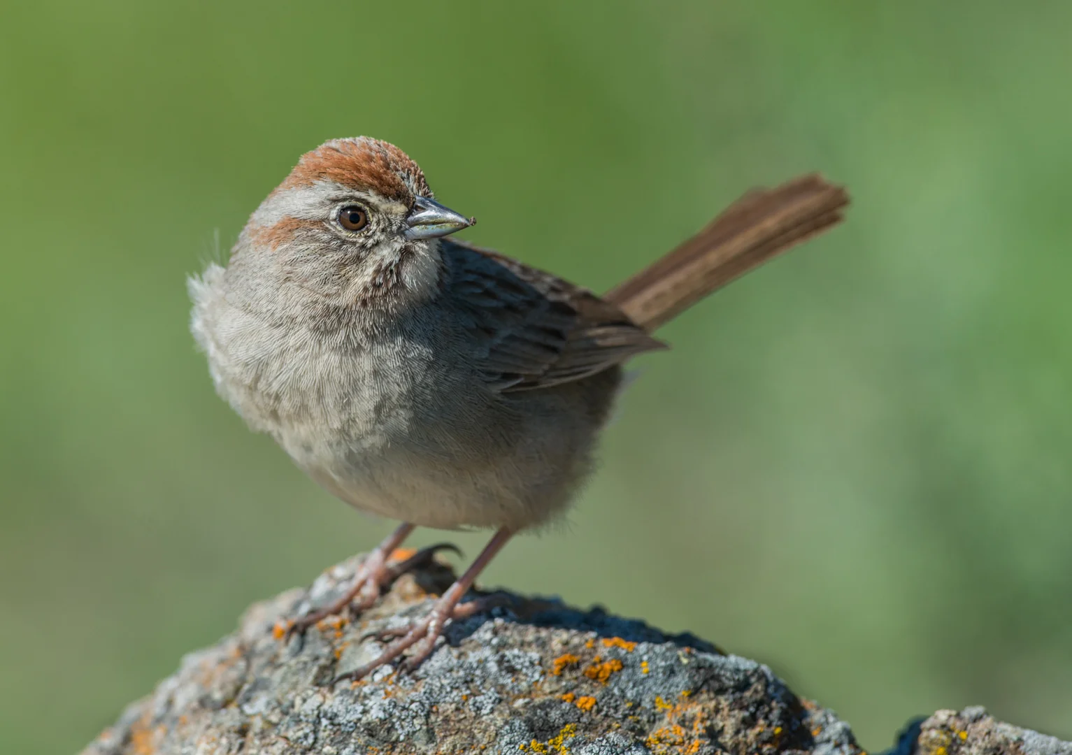Featured Photo 21: Rufous-crowned Sparrow (Aimophila ruficeps) EQ: D800 f/2.8 300mm Taken: 3-1-15 12:38 Setting: 300mm, f/6.3, 1/1000s, ISO250 Condition: Sunny