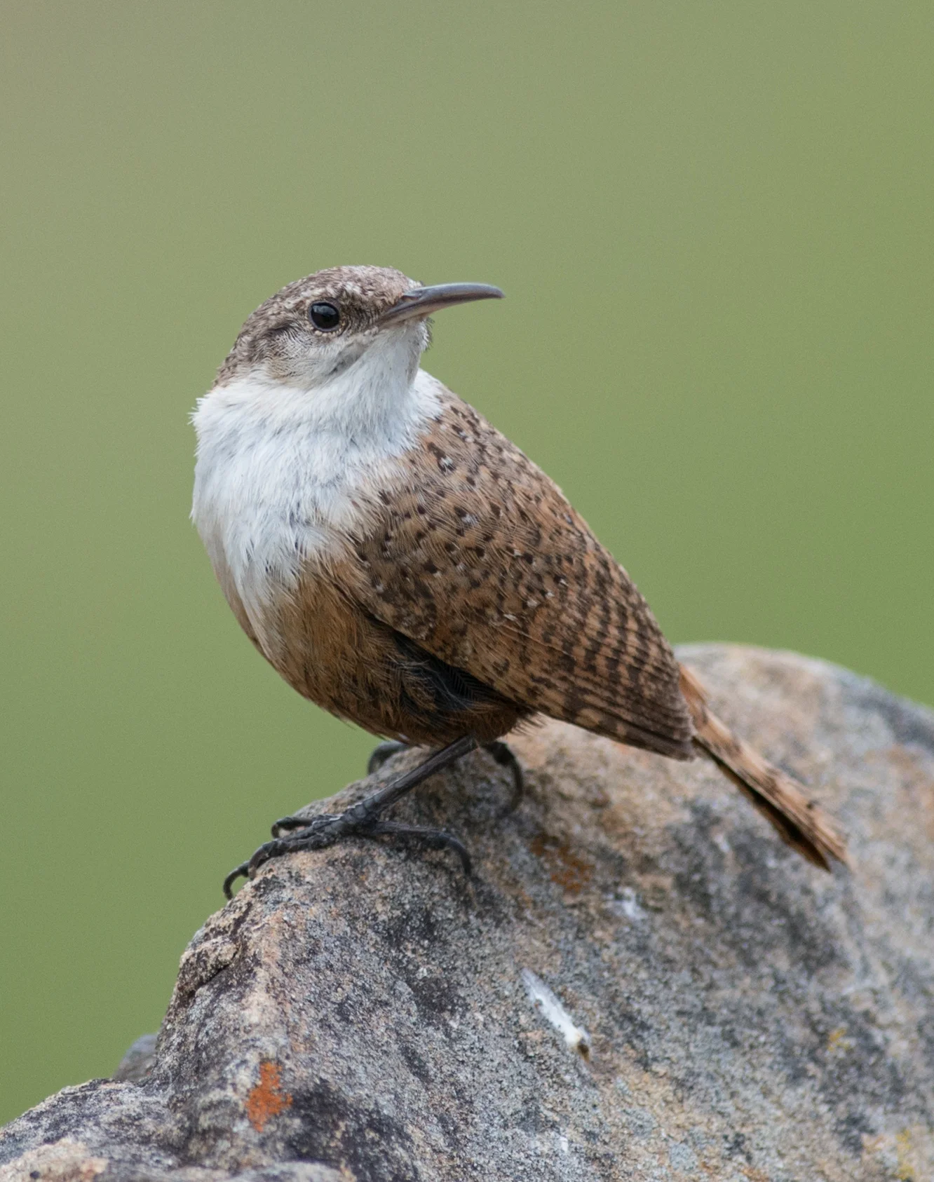 Featured Photo 22: Canyon Wren (Catherpes mexicanus) EQ: D800 f/2.8 300mm Taken: 4-25-15 10:38 at Coyote Lake, Santa Clara (CA) Setting: 300mm, f/3.5, 1/1600s, ISO450 Condition: Sunny