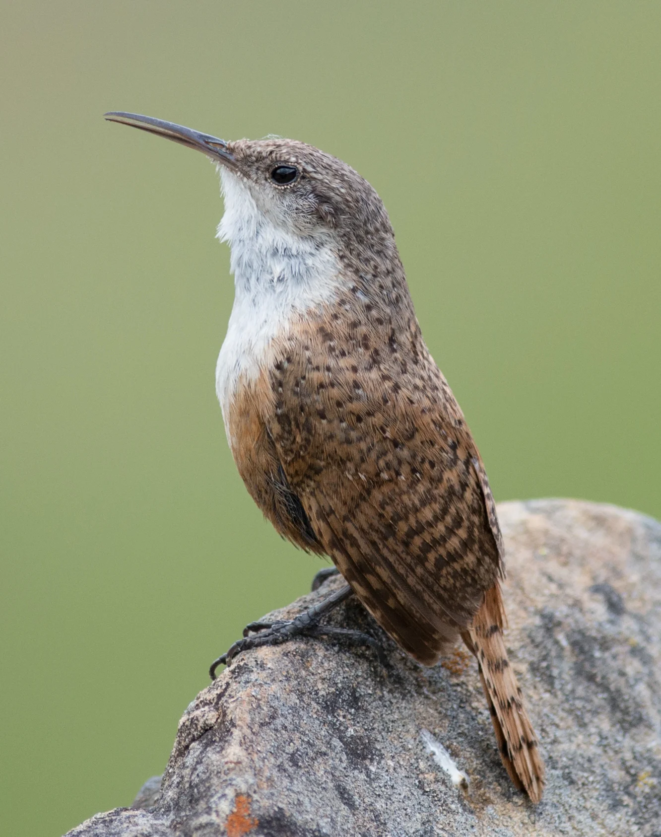 Canyon Wren (Catherpes mexicanus) Taken: 4-25-15 10:38 at Coyote Lake 1/1250, ISO400, f/3.5