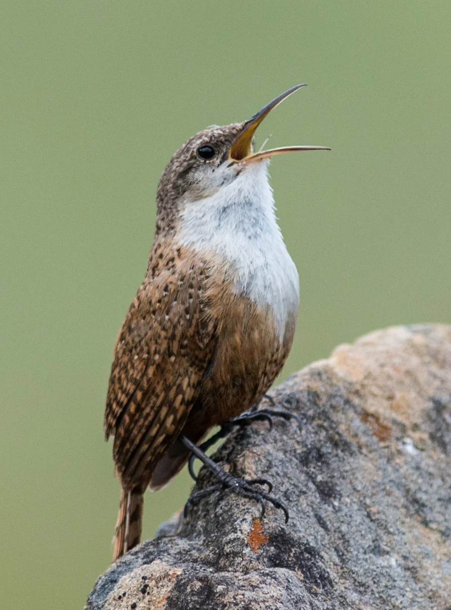 Canyon Wren (Catherpes mexicanus) Taken: 4-25-15 10:37 at Coyote Lake 1/1600, ISO400, f/3.5