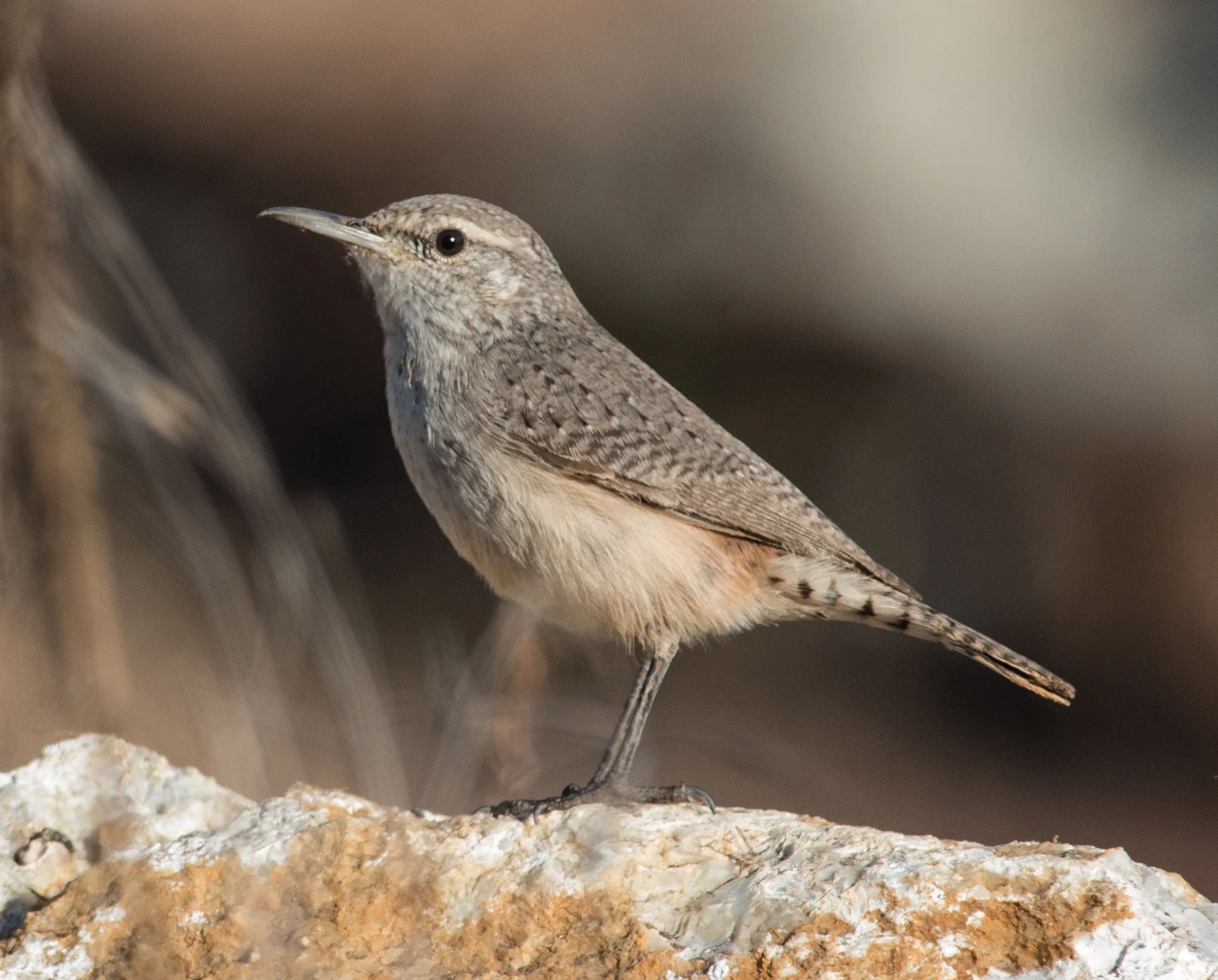 Rock Wren (Salpinctes obsoletus) Taken: 11-19-14 9:41 at UCSC Farm 1/1000, ISO720, f/8, 500mm