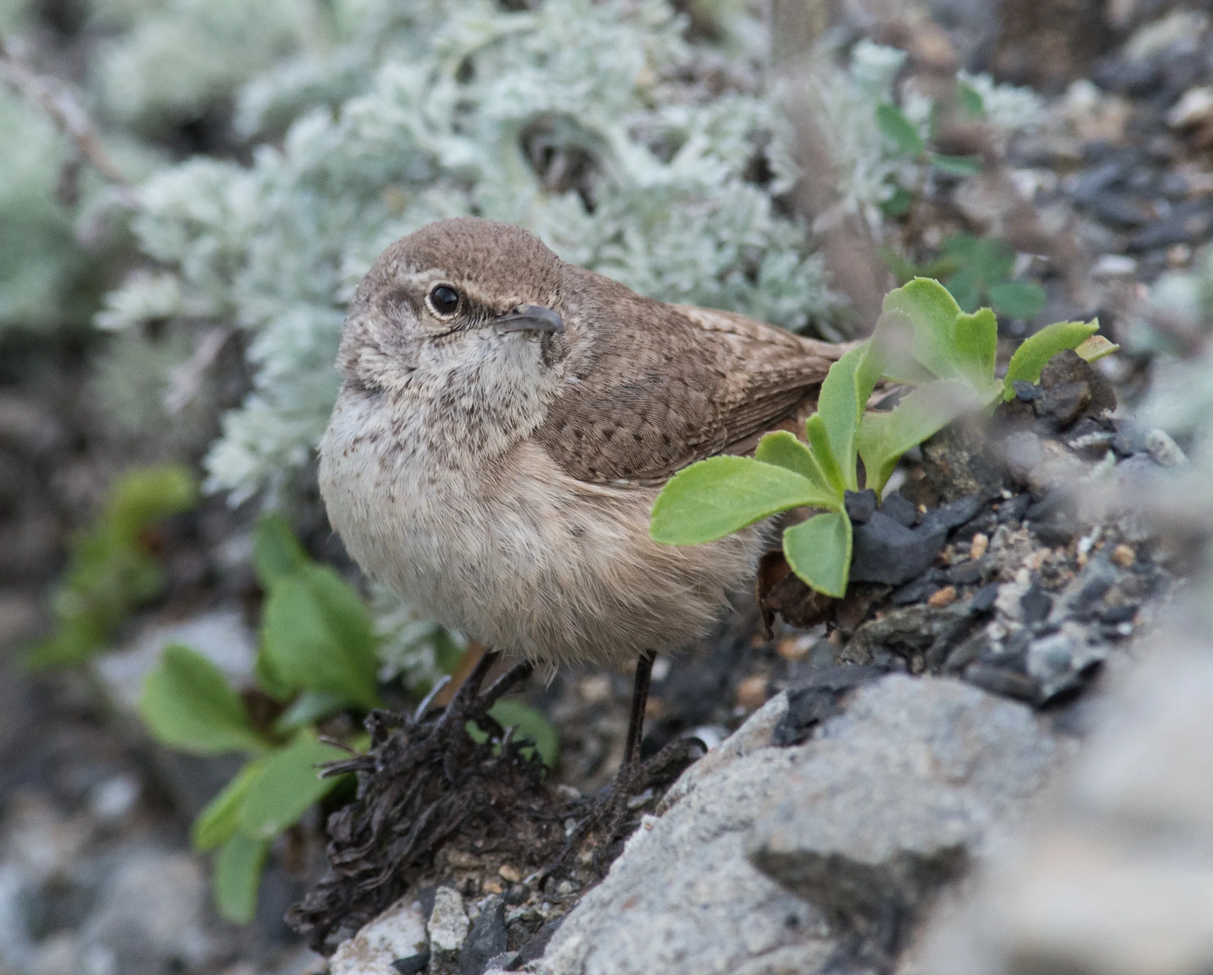 Rock Wren (Salpinctes obsoletus) Taken: 4-19-14 9:06 at Devils Slide 1/800, ISO900, f/7.1, 500mm