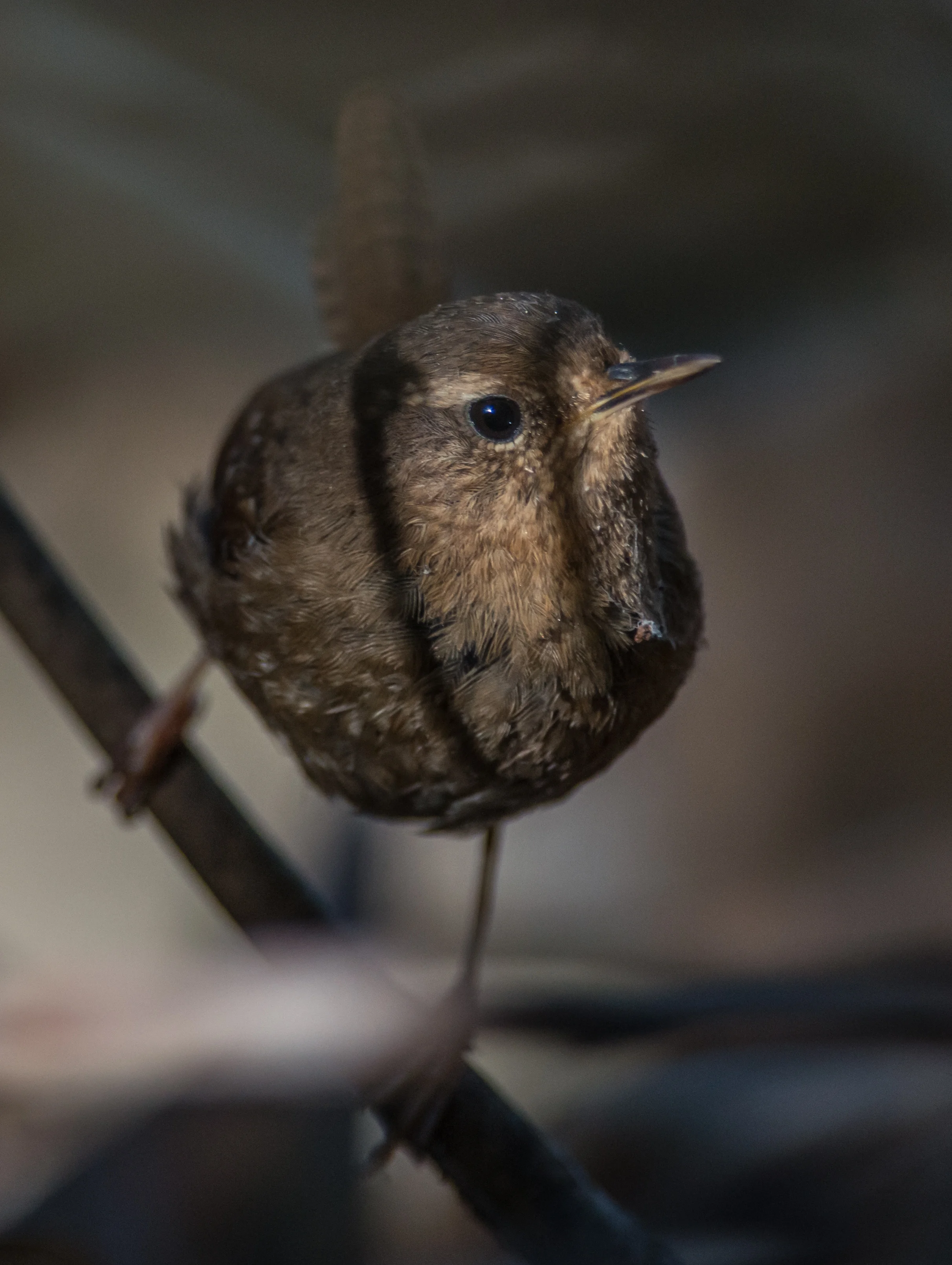 Pacific Wren (Troglodytes pacificus) Taken: 2-22-14 10:15 at Henry Cowell SP 1/500, ISO1600, f/4.8, 500mm