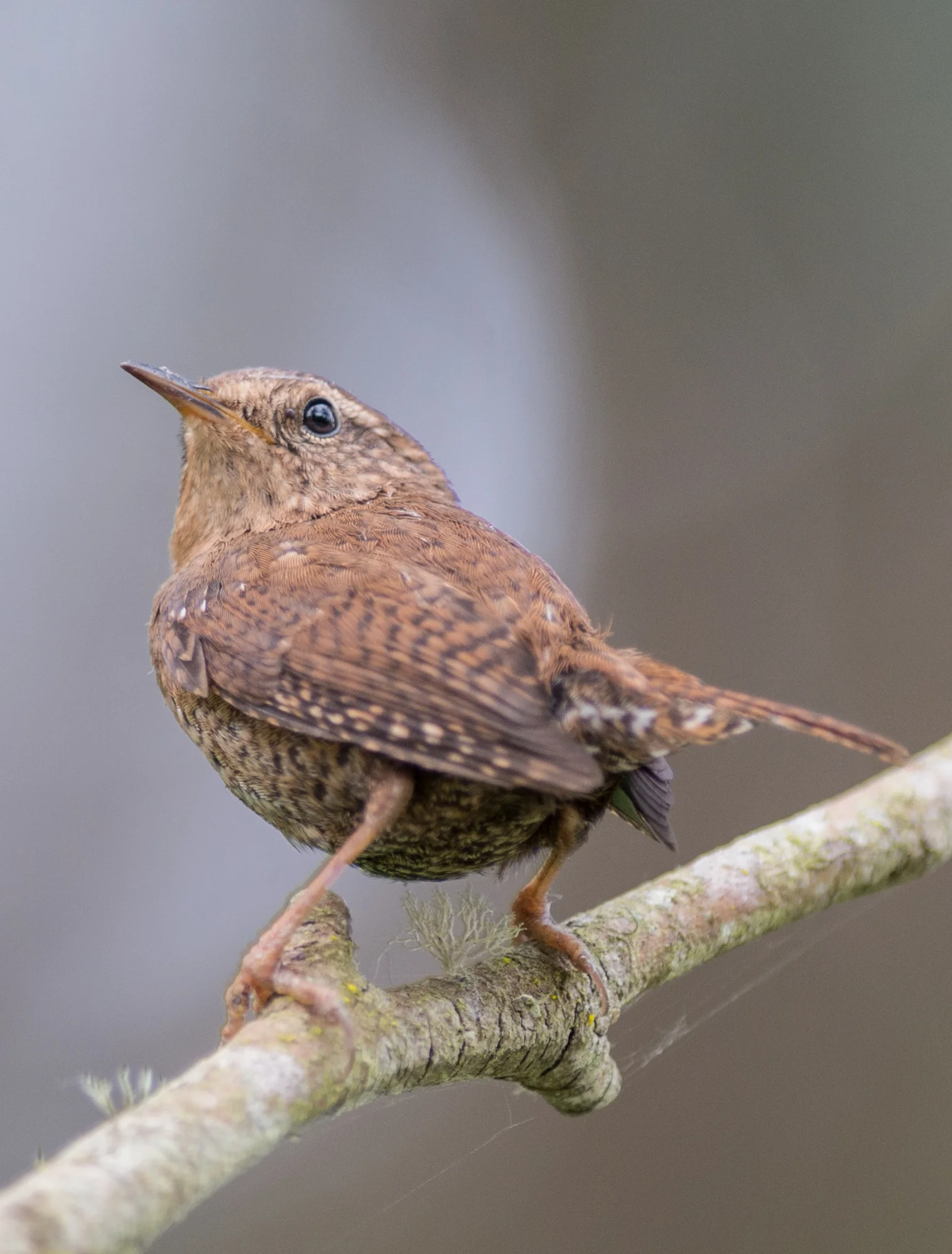 Pacific Wren (Troglodytes pacificus) Taken: 4-21-14 13:57 at Big Basin SP 1/250, ISO1600, f/4.8, 500mm
