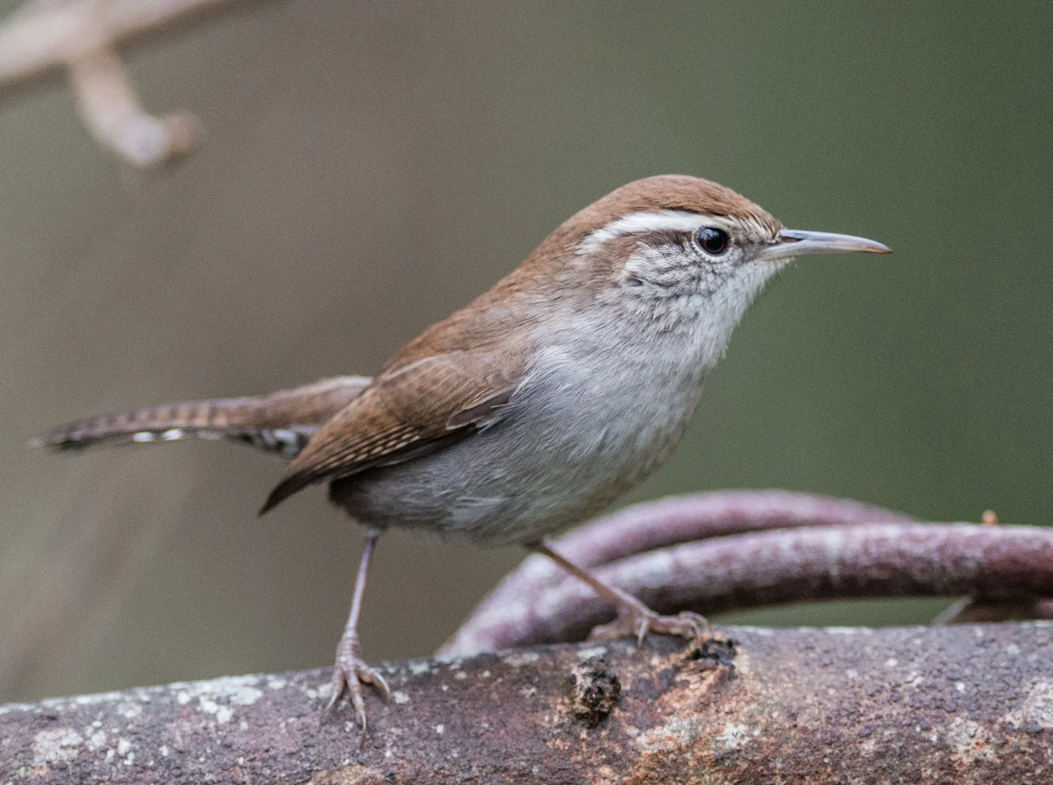 Bewick's Wren (Thryomanes bewickii) Taken: 12-5-14 10:04 at Natural Bridges SB 1/500, ISO1600, f/2.8, 300mm