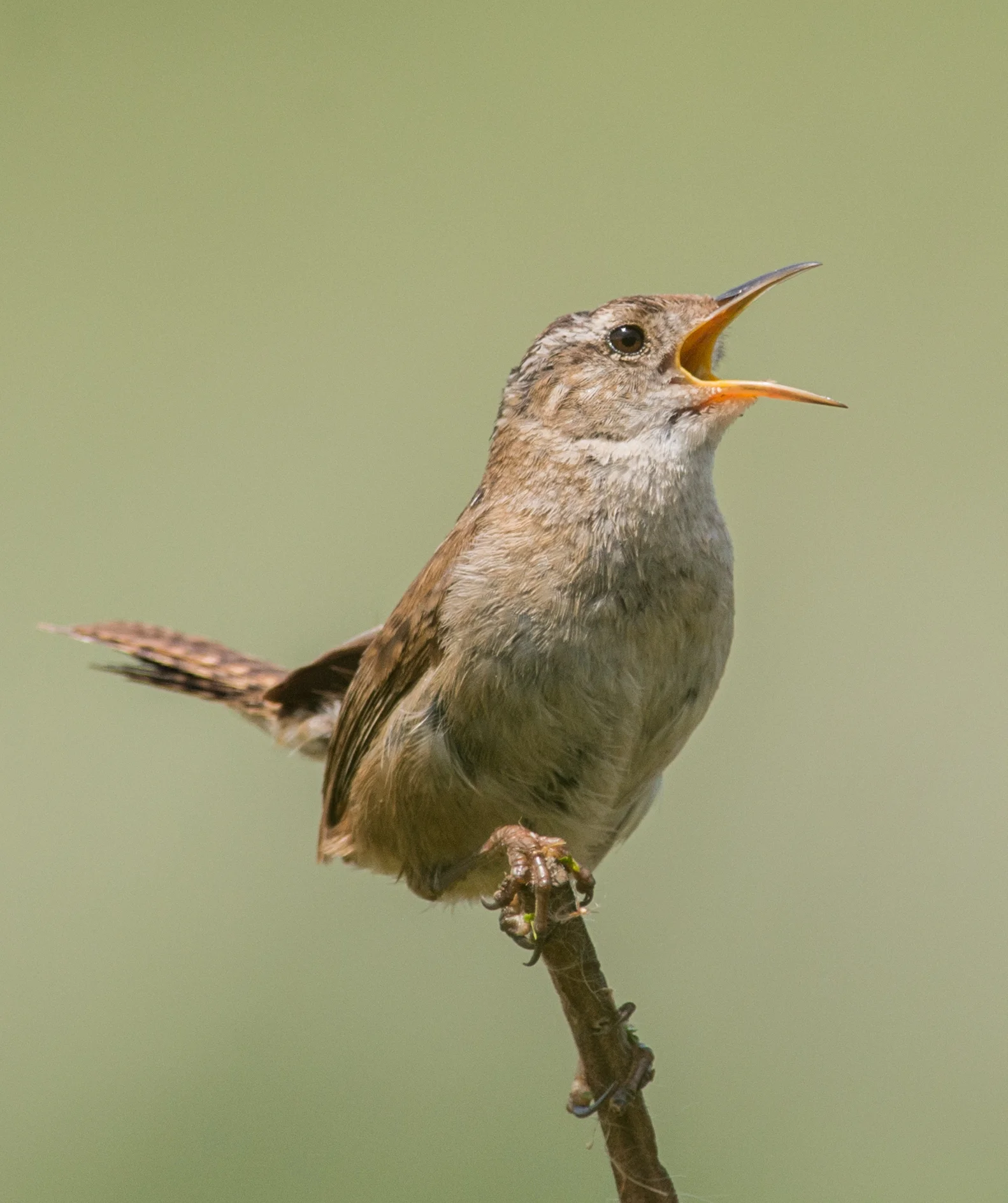 Marsh Wren (Cistothorus palustris) Taken: 5-16-14 11:40 at Watsonville Slough 1/1600, ISO640, f/6.3, 500mm