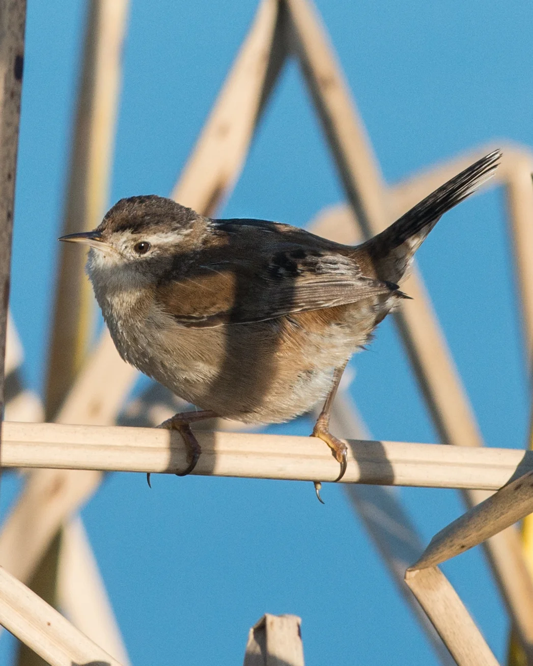 Marsh Wren (Cistothorus palustris) Taken: 2-12-15 8:24 at Baldwin Creek 1/1600, ISO250, f/6.3, 300mm