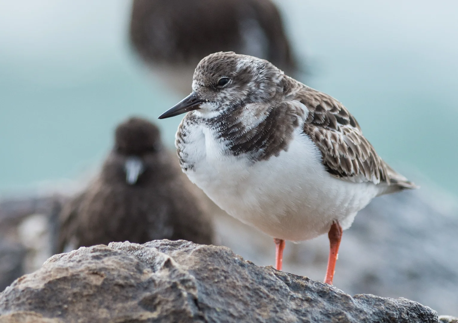 Featured Photo 23: Ruddy Turnstone (Arenaria interpres) EQ: D800 f/2.8 300mm Taken: 3-2-15 8:03 Setting: 300mm, 1/640s, f/3.2, ISO640 Condition: Foggy