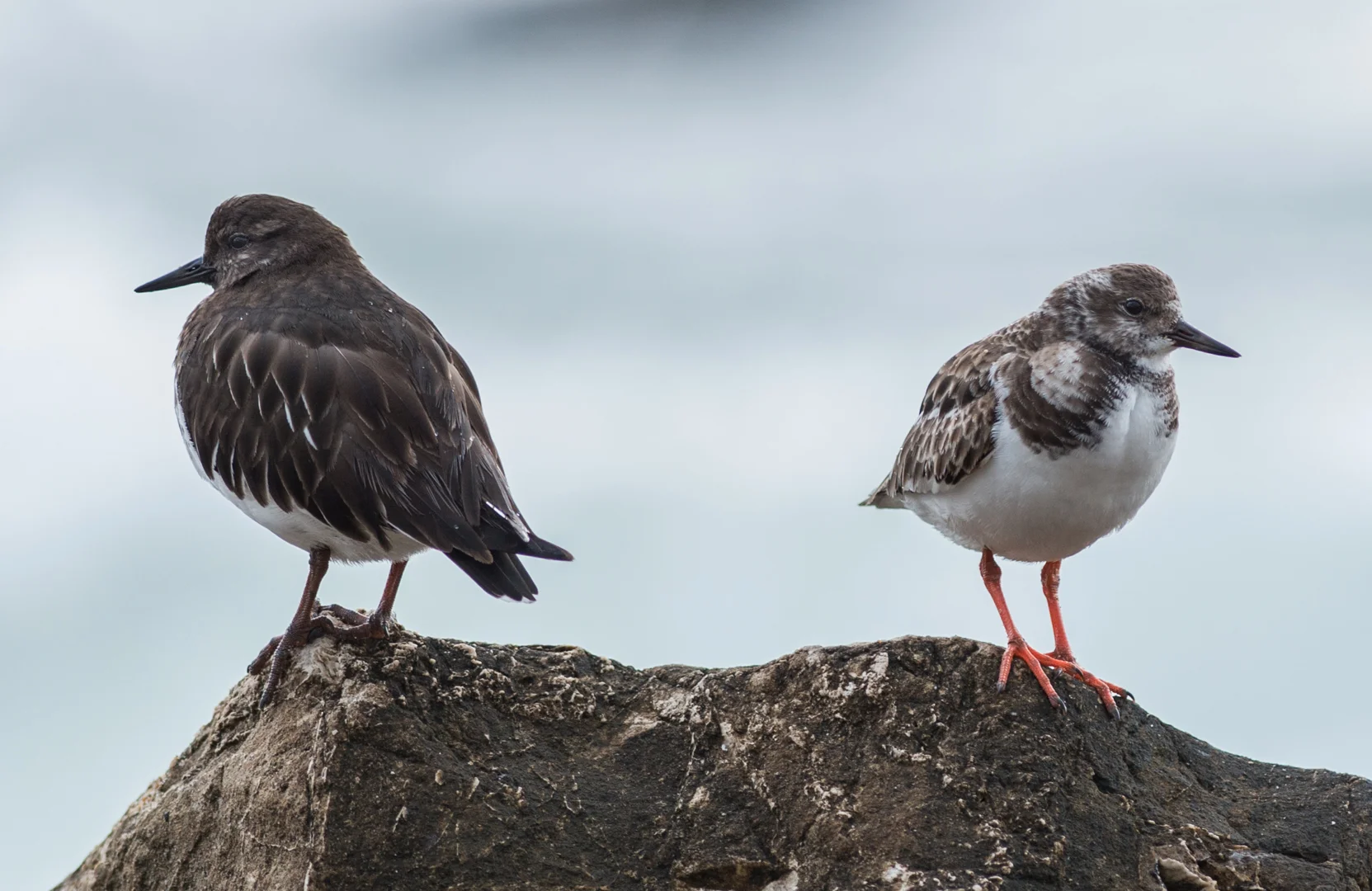Black Turnstone (Arenaria melanocephala) and Ruddy Turnstone (Arenaria interpres) 1/640, ISO640, f/3.2