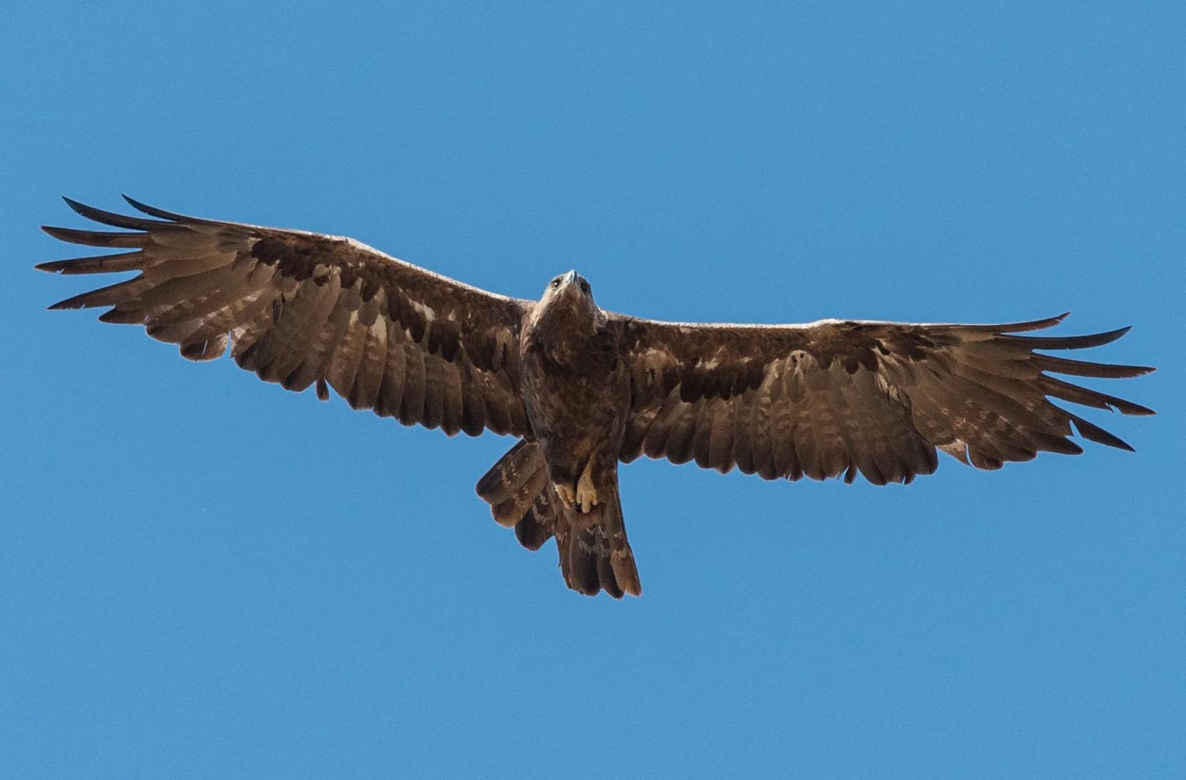 1/2500s, f/5.0, ISO560