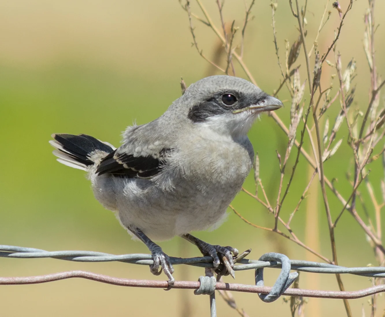 Loggerhead Shrike, juvenile (Lanius ludovicianus) EQ: D7100 70-200mm f/4 Taken: 6-15-15 15:09 Clear Setting: 160mm (240mm @35mm), 1/800s, f/5.6, ISO160