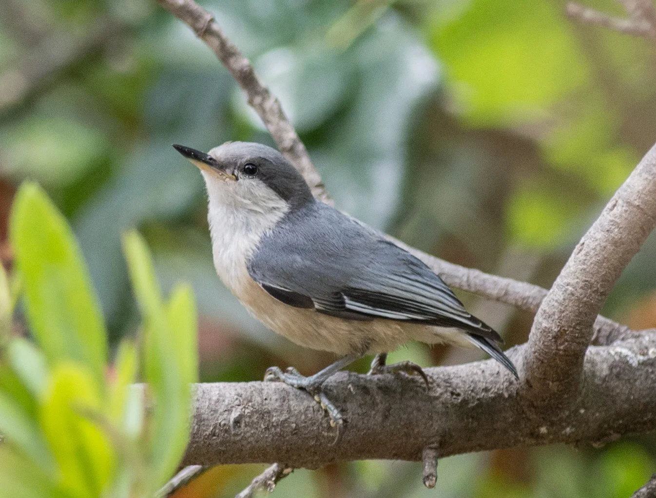 Pygmy Nuthatch (Sitta pygmaea) EQ: D7200 300mm f/2.8 Taken: 7-2-15 13:07 Sunny in Shade Setting: 450mm (@35mm), 1/1000s, f/3.5, ISO640