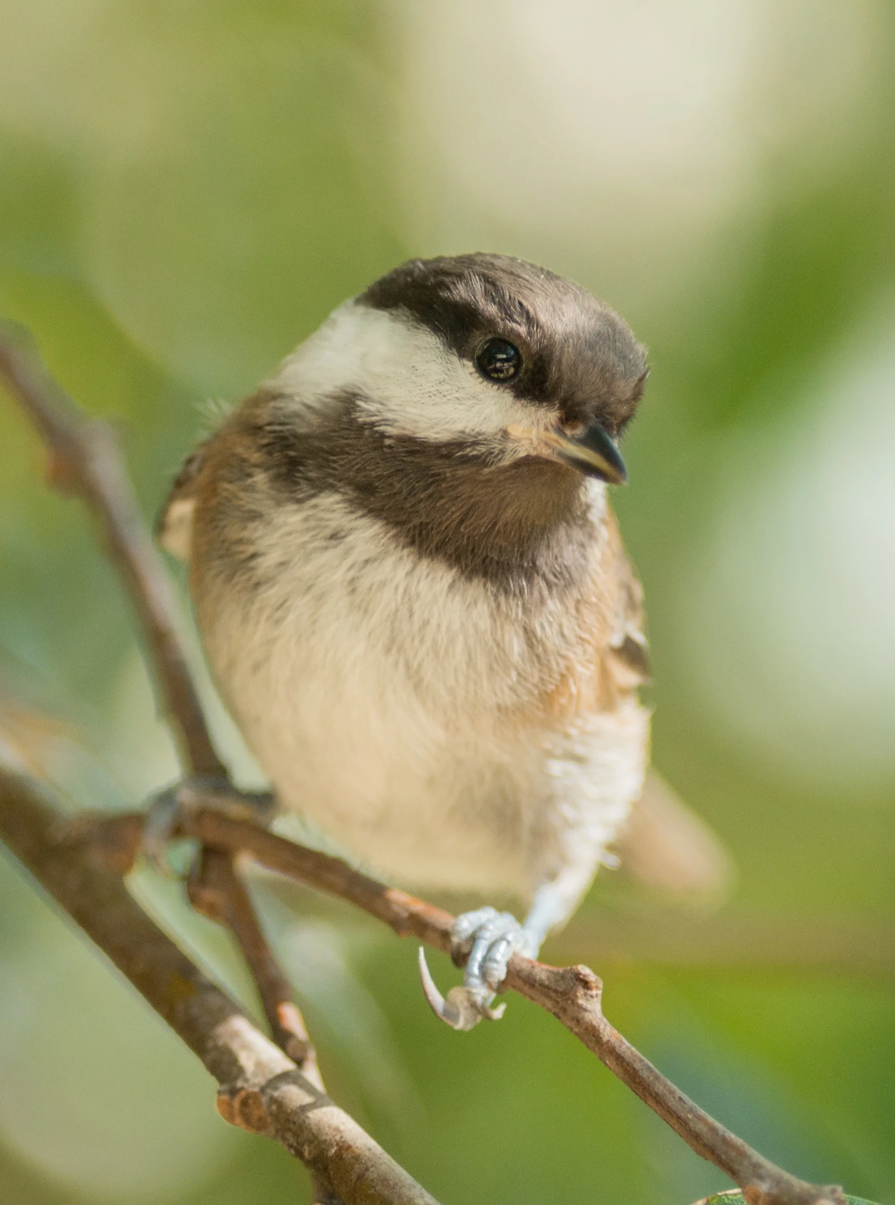 Chestnut-backed Chickadee (Poecile rufescens) EQ: D800 300mm f/2.8 Taken: 6-23-15 17:17 Sunny in Shade Setting: 450mm (@35mm), 1/500s, f/2.8, ISO400