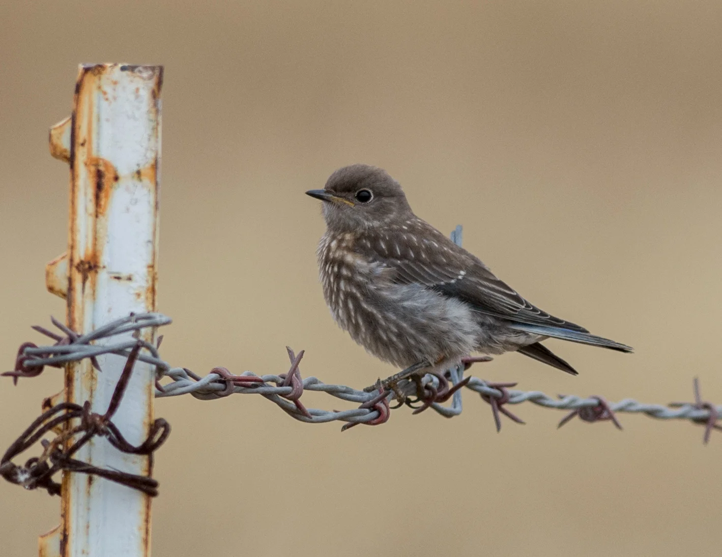 Western Bluebird (Sialia mexicana) EQ: D7200 300mm f/2.8 Taken: 7-3-15 9:35 Foggy Setting: 450mm (@35mm), 1/1600s, f/4.5, ISO500