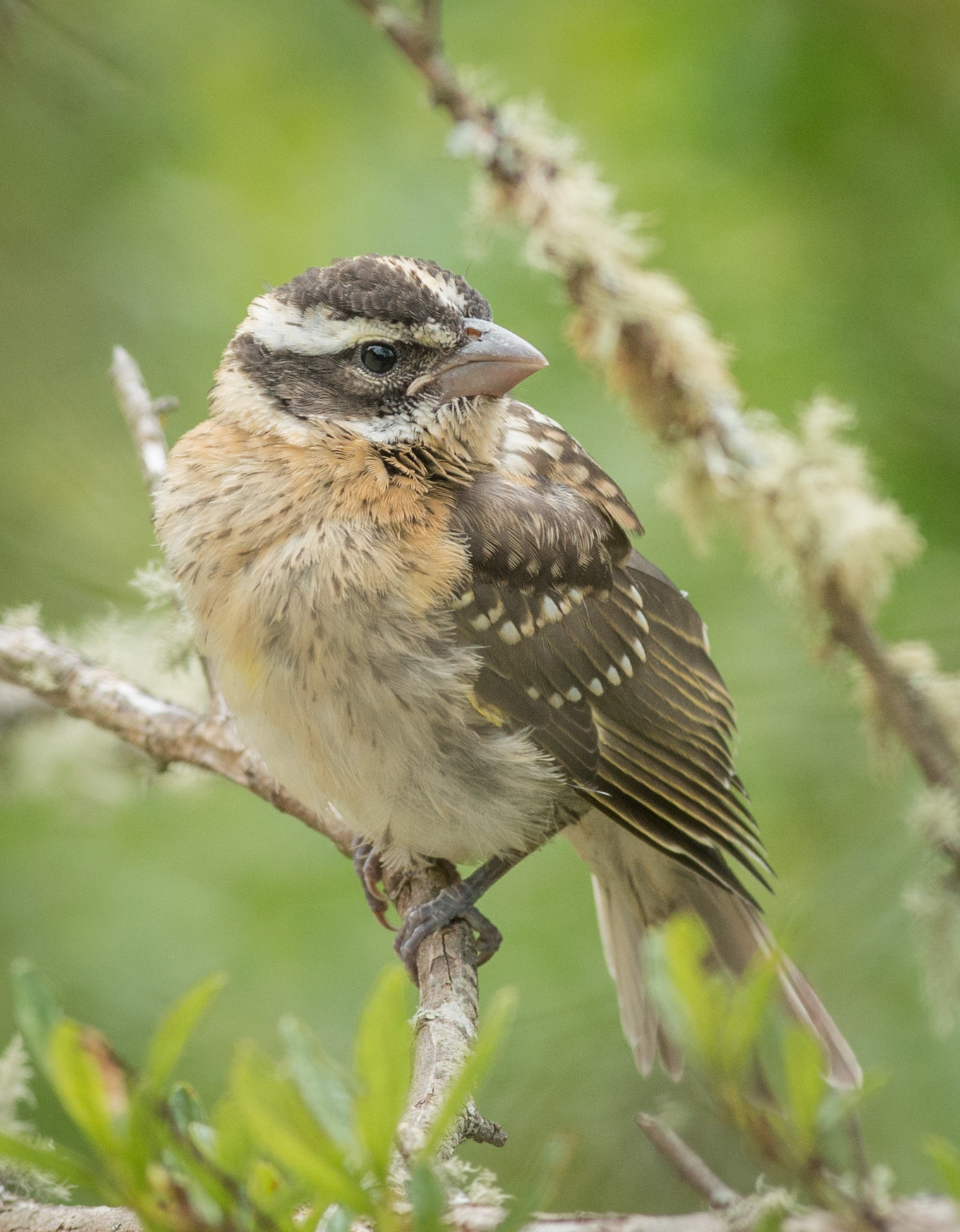 Black-headed Grosbeak, immature (Pheucticus melanocephalus) EQ: D800 300mm f/2.8 Taken: 5-17-15 15:38 Sunny in Shade Setting: 300mm, 1/1000s, f/5.6, ISO640