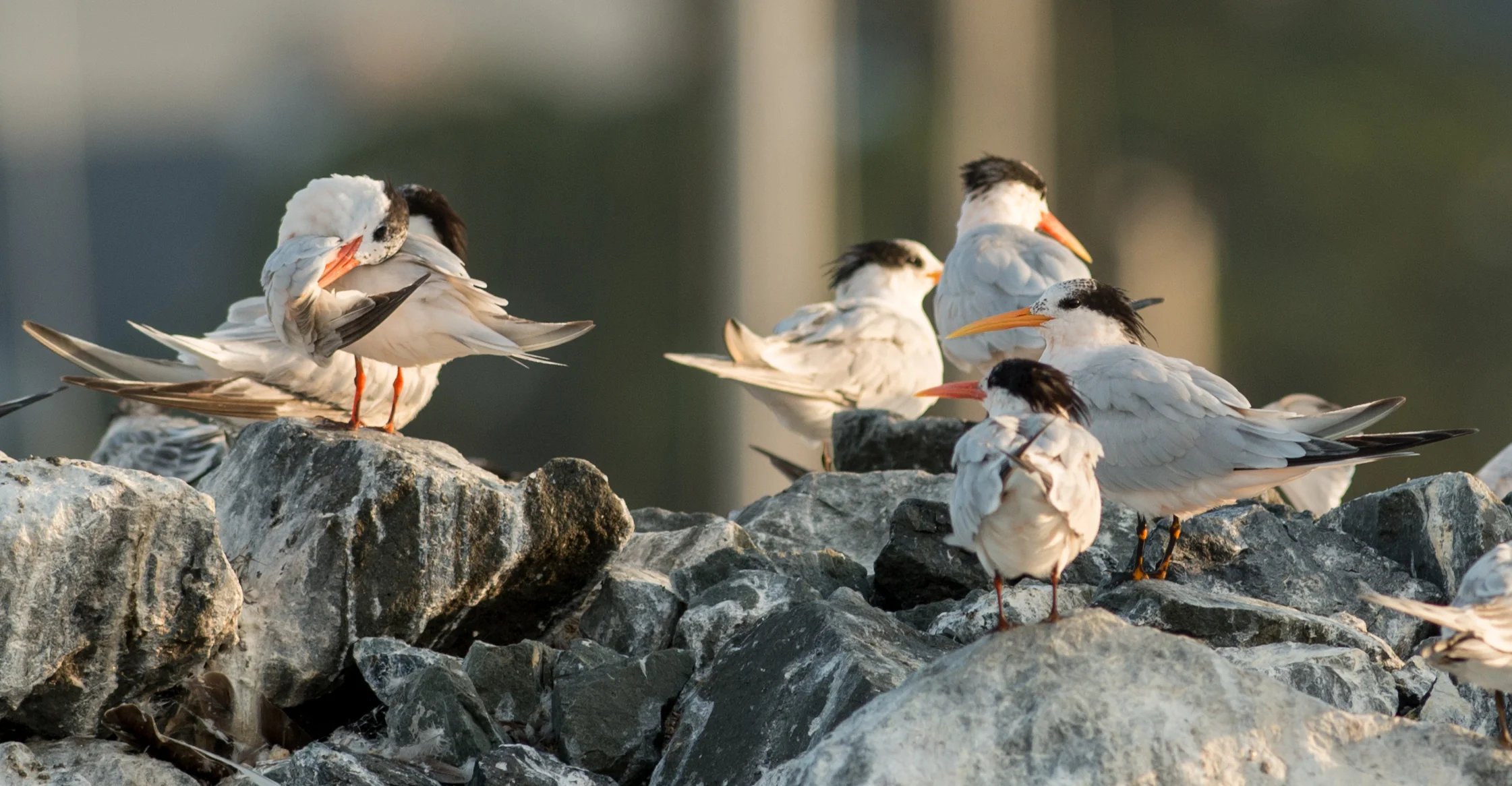 Featured Photo 26: Elegant Tern (Thalasseus elegans) EQ: D800 300mm f/2.8 Taken: 8-16-15 7:29 Clear with calm seas Setting: 300mm, 1/640s, f/4.0, ISO200, Image Stabilization ON