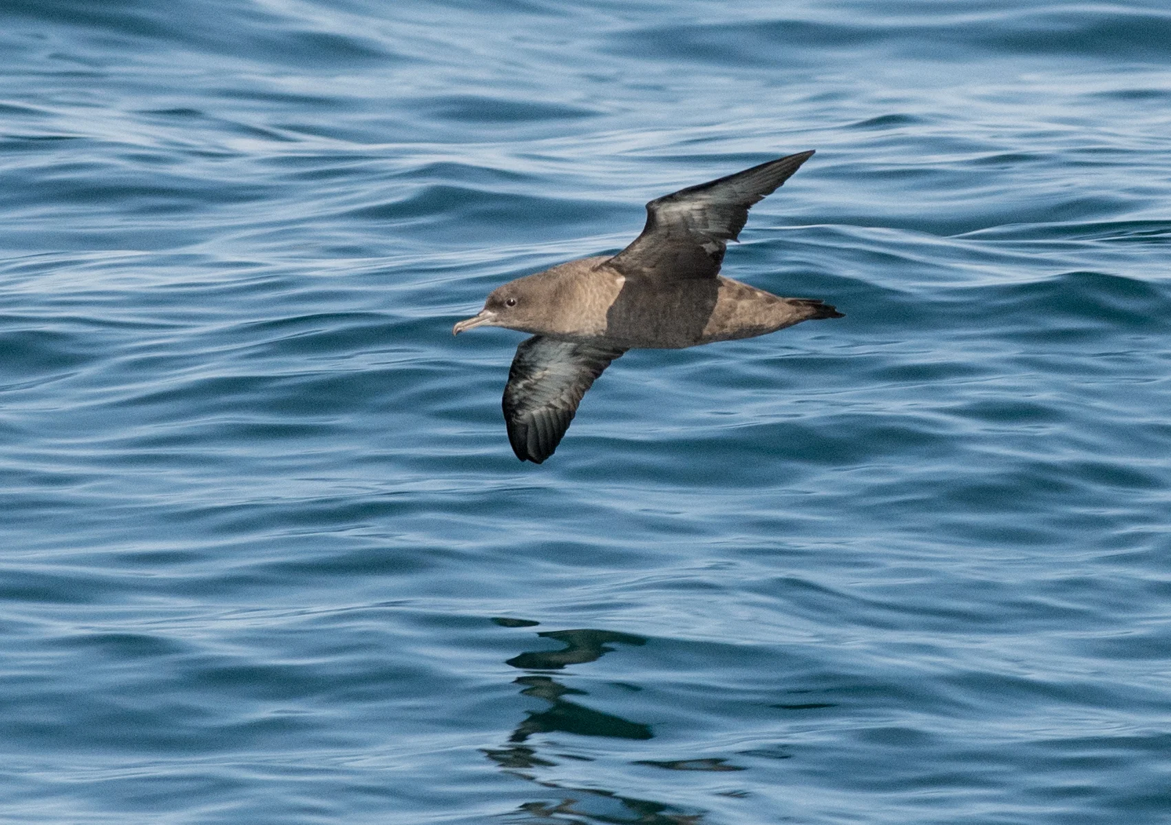 Sooty Shearwater (Puffinus griseus) EQ: D7200 300mm f/2.8 Setting: 300mm (450mm @35mm), 1/1250s, f/7.1, ISO720