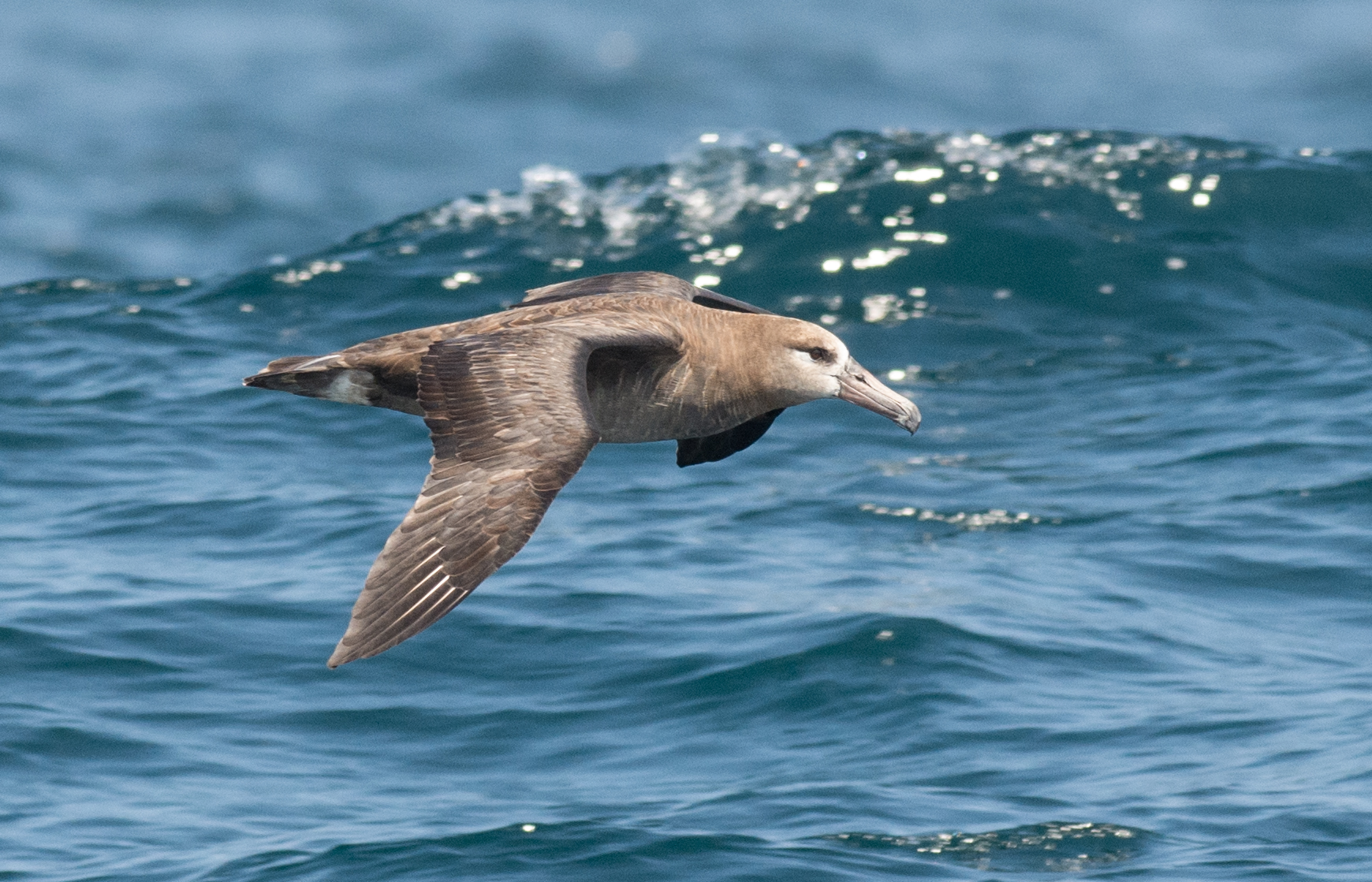 Black-footed Albatross (Phoebastria nigripes) EQ: D7200 300mm f/2.8 Setting: 300mm (450mm @35mm), 1/1250s, f/5.6, ISO500
