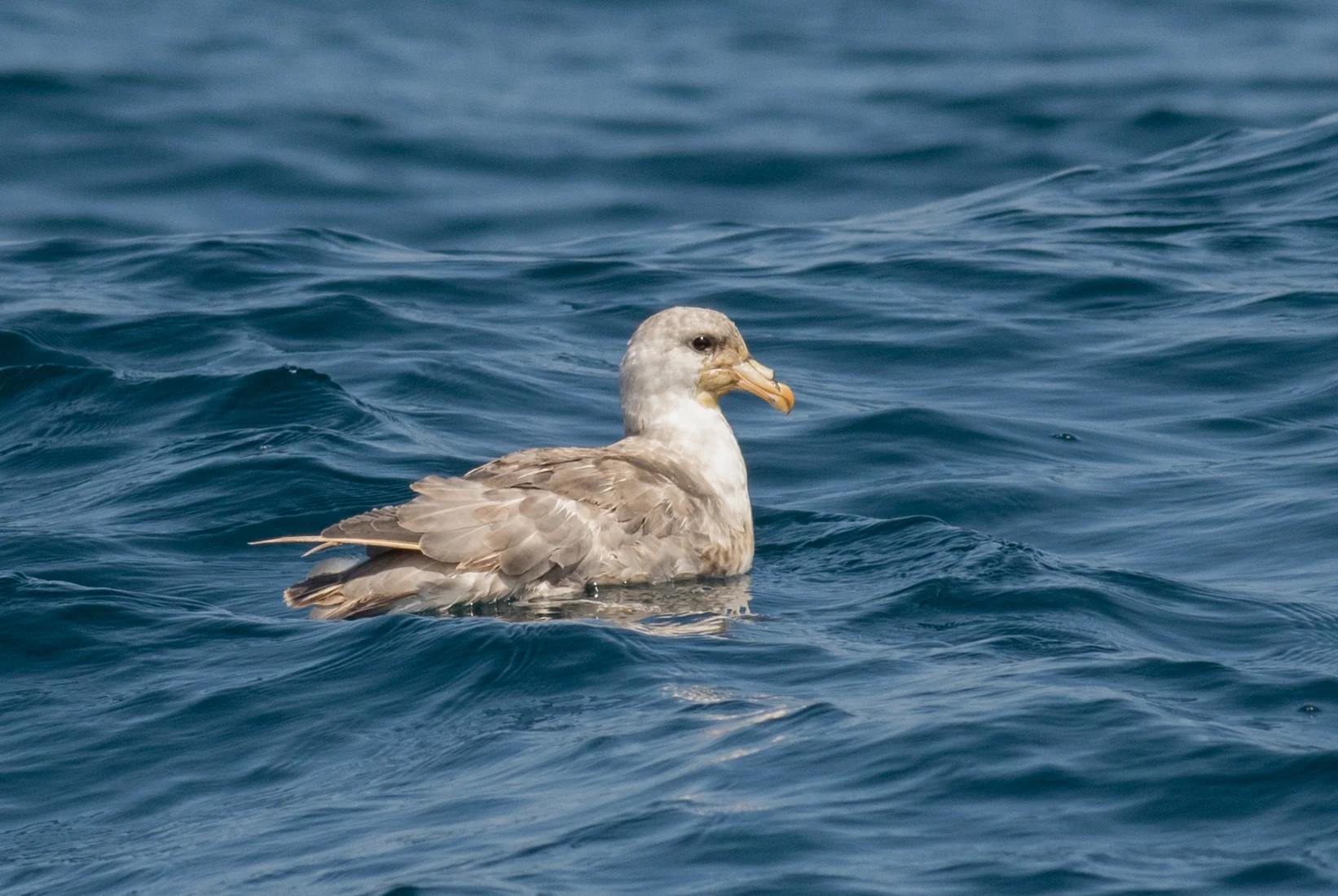 Northern Fulmar (Fulmarus glacialis) EQ: D7200 300mm f/2.8 Setting: 300mm (450mm @35mm), 1/1250s, f/5.6, ISO400
