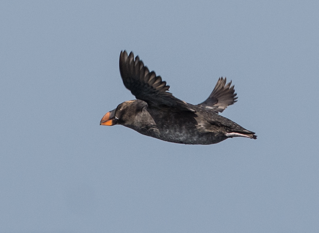 Tufted Puffin (Fratercula cirrhata) EQ: D7200 300mm f/2.8 Setting: 300mm (450mm @35mm), 1/1600s, f/5.6, ISO220