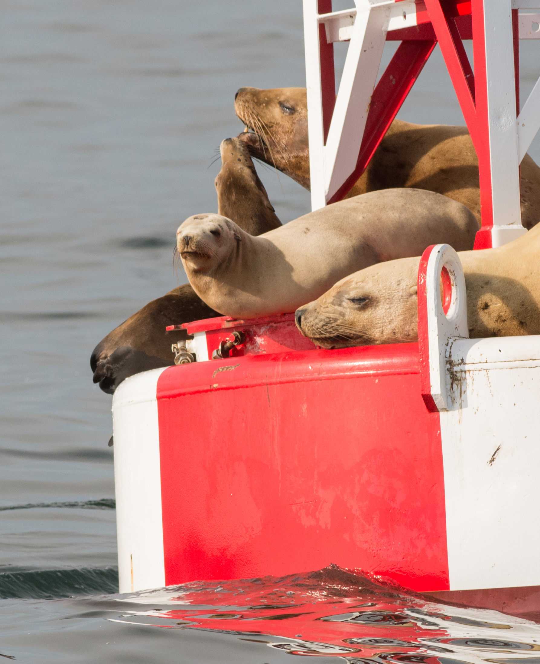 Steller Sealion, front (Eumetopias jubatus) and California Sealions EQ: D7200 300mm f/2.8 Setting: 300mm (450mm @35mm), 1/1600s, f/5.6, ISO360
