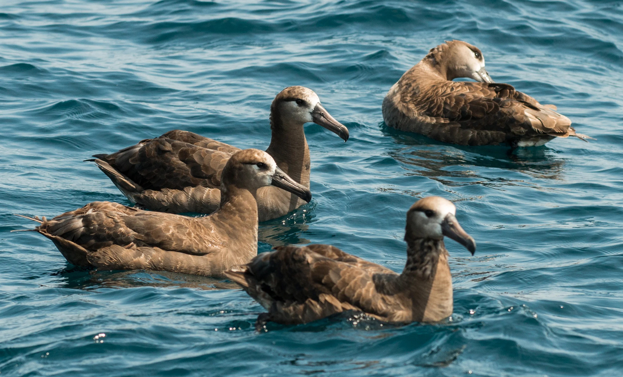 Black-footed Albatross (Phoebastria nigripes), by J. Mealey EQ: D800 70-200mm f/4 Setting: 135mm, 1/1600s, f/5.0, ISO320
