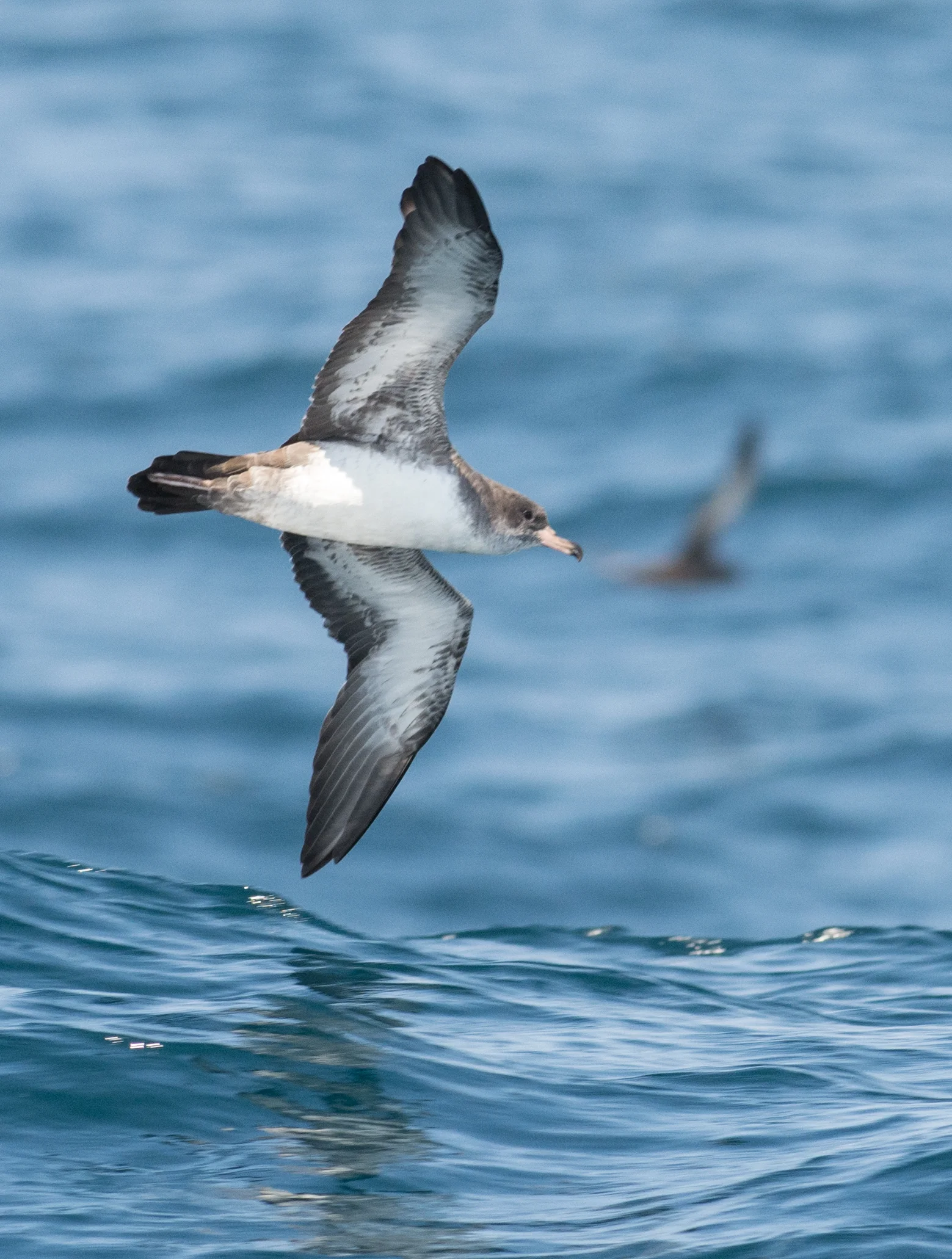 Pink-footed Shearwater (Puffinus creatopus) EQ: D7200 300mm f/2.8 Setting: 300mm (450mm @35mm), 1/1250s, f/5.6, ISO560