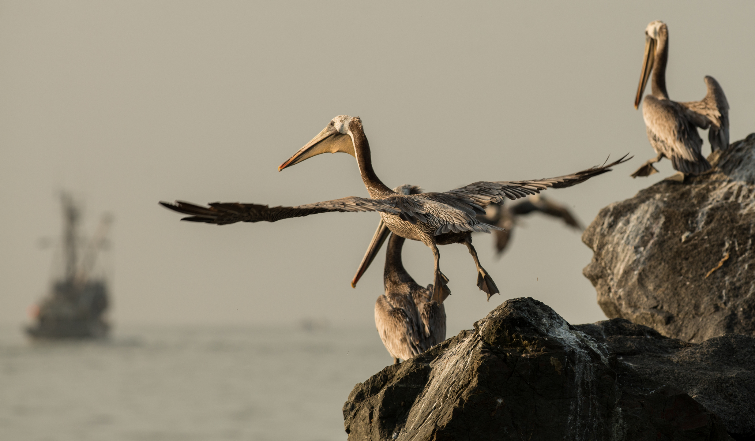 Brown Pelican (Pelecanus occidentalis) EQ: D800 300mm f/2.8 Setting: 300mm, 1/1000s, f/5.6, ISO250