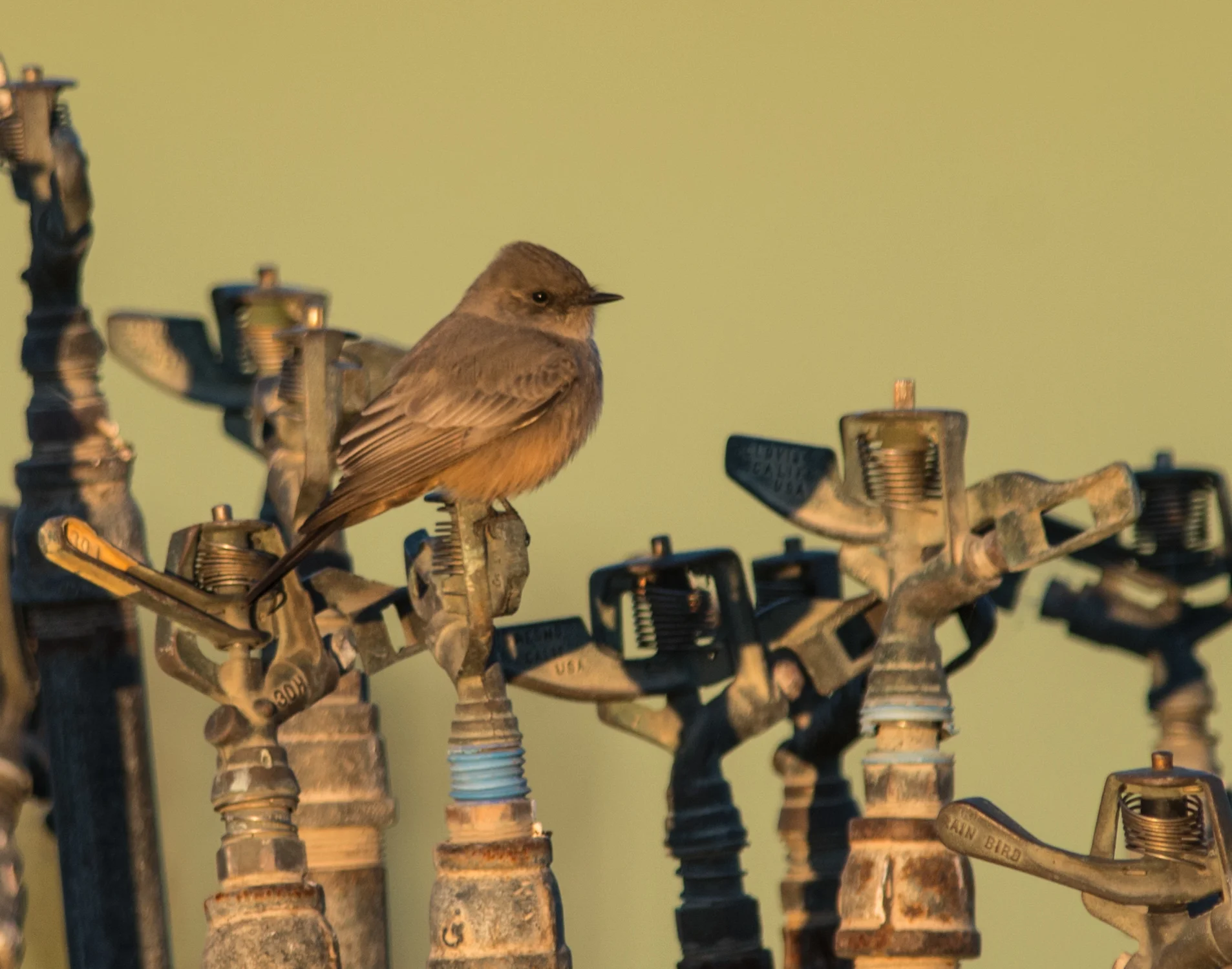 EQ: D800 300mm f/2.8 Taken: 10-29-14 7:50 Clear: Rain Bird at Baldwin Creek Area Setting: 500mm (with 1.6x TC), 1/500s, f/4.8, ISO180