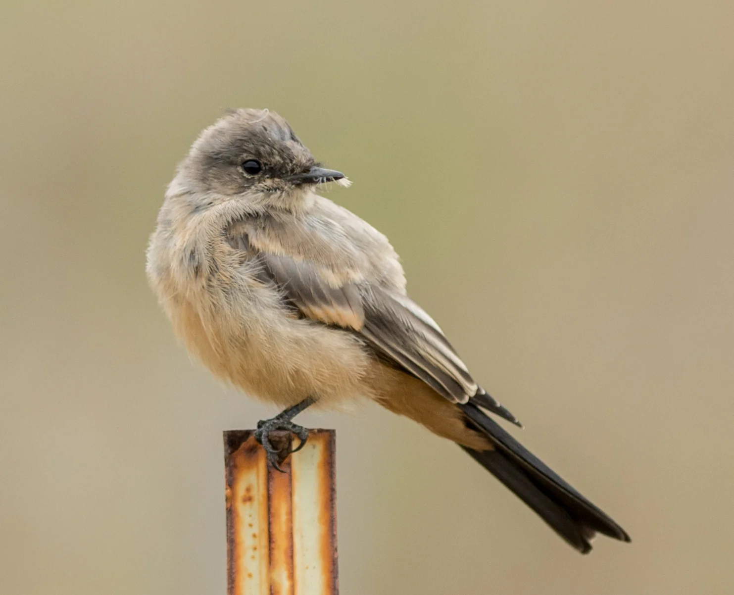 Say's Phoebe