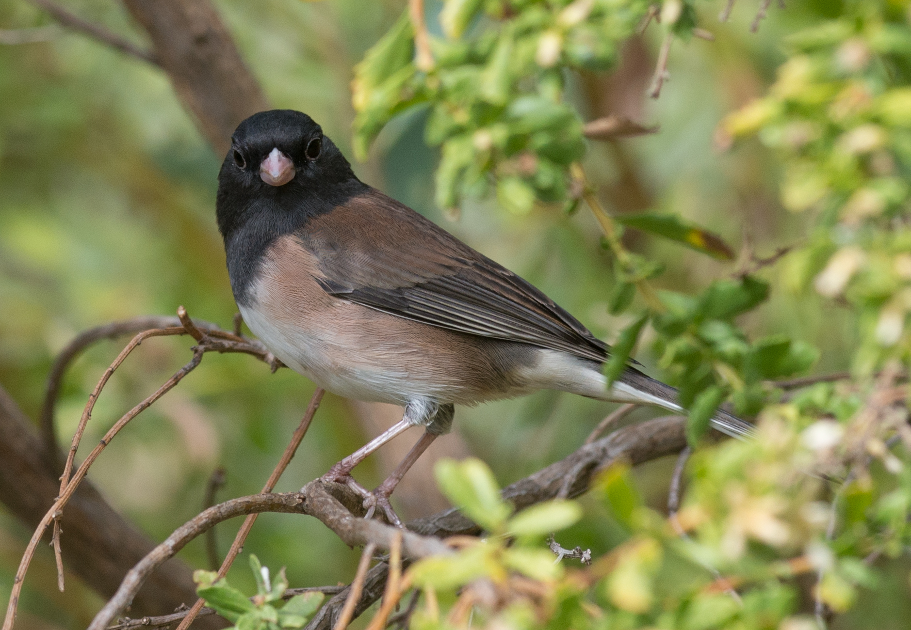 Photo of the Week 28: Through Dark Eyes (Junco hyemalis oreganus) EQ: D800, 300mm f/2.8 Taken: 10-17-2015 at 12:18 Settings: 300mm, 1/500s, f/4, ISO400, +1/3EV Conditions: Overcast