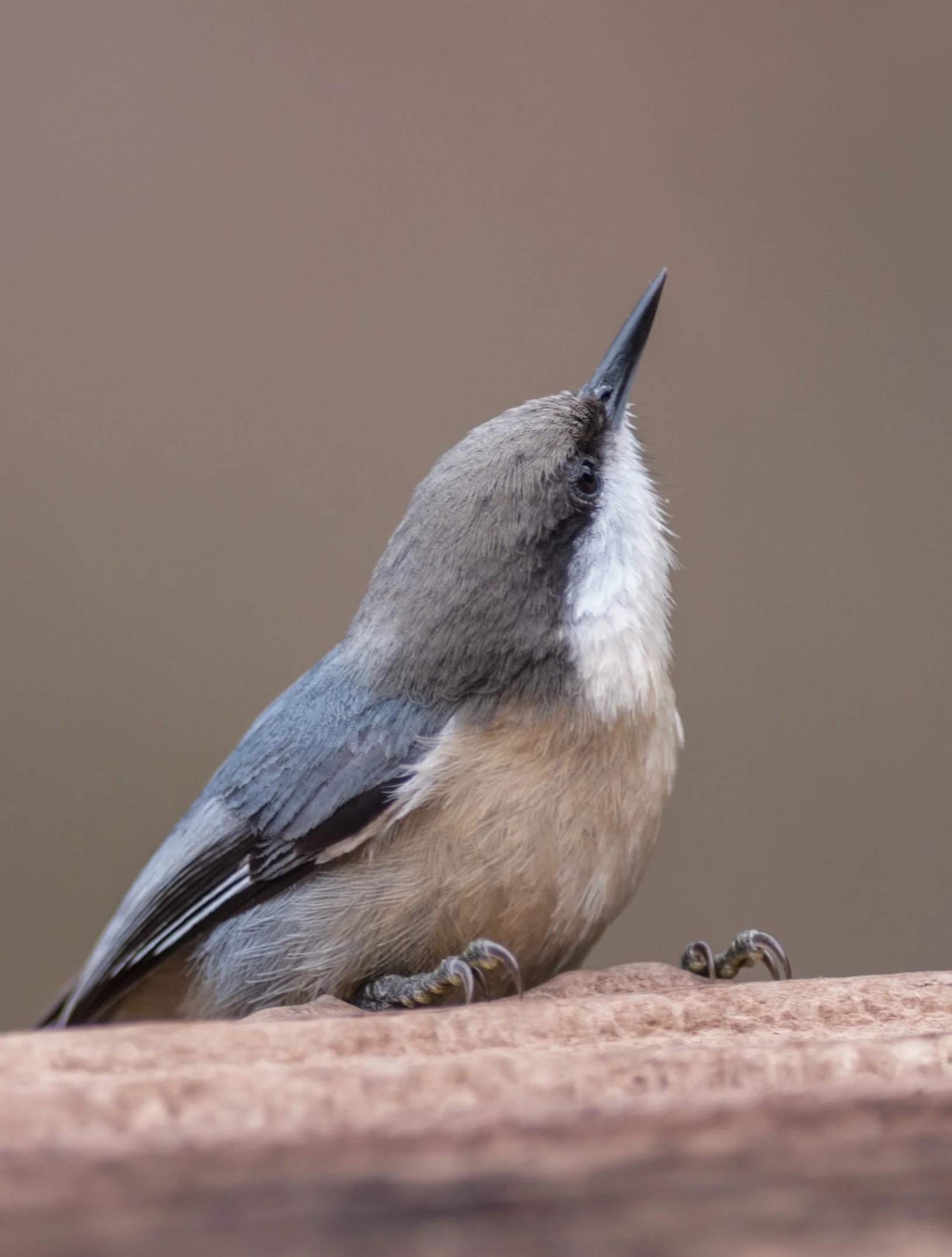 Pygmy Nuthatch (Sitta pygmaea) 300mm, 1/800s, f/3.2, ISO320, +1/3EV, 11:23