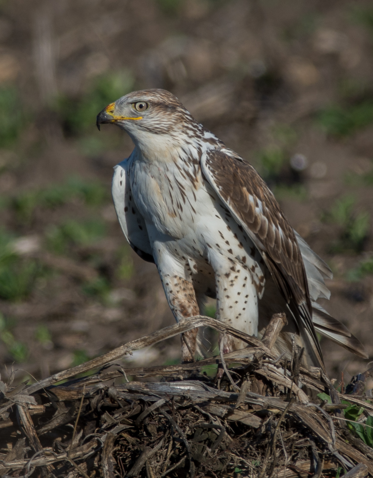 630mm eqv, 1/1000s, f/5.6, ISO160, +1/3EV, 9:59a
