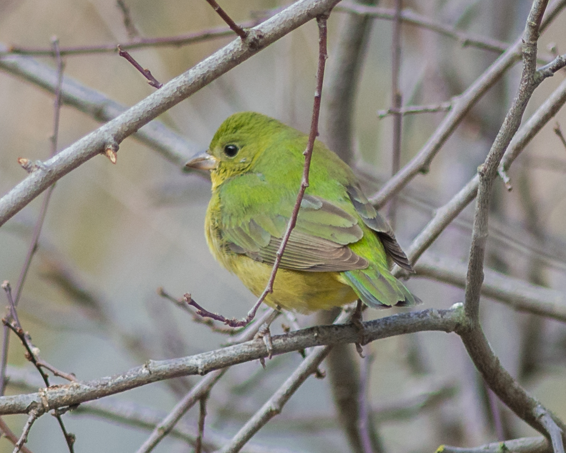 Photo of the Week 30: Painted Bunting (Passerina ciris) EQ: D7200, 300mm f/2.8 Taken: 1-11-2016 at 9:50a Settings: 450mm eqv, 1/500s, f/3.5, ISO640, +1/3EV Conditions: Deep Shade