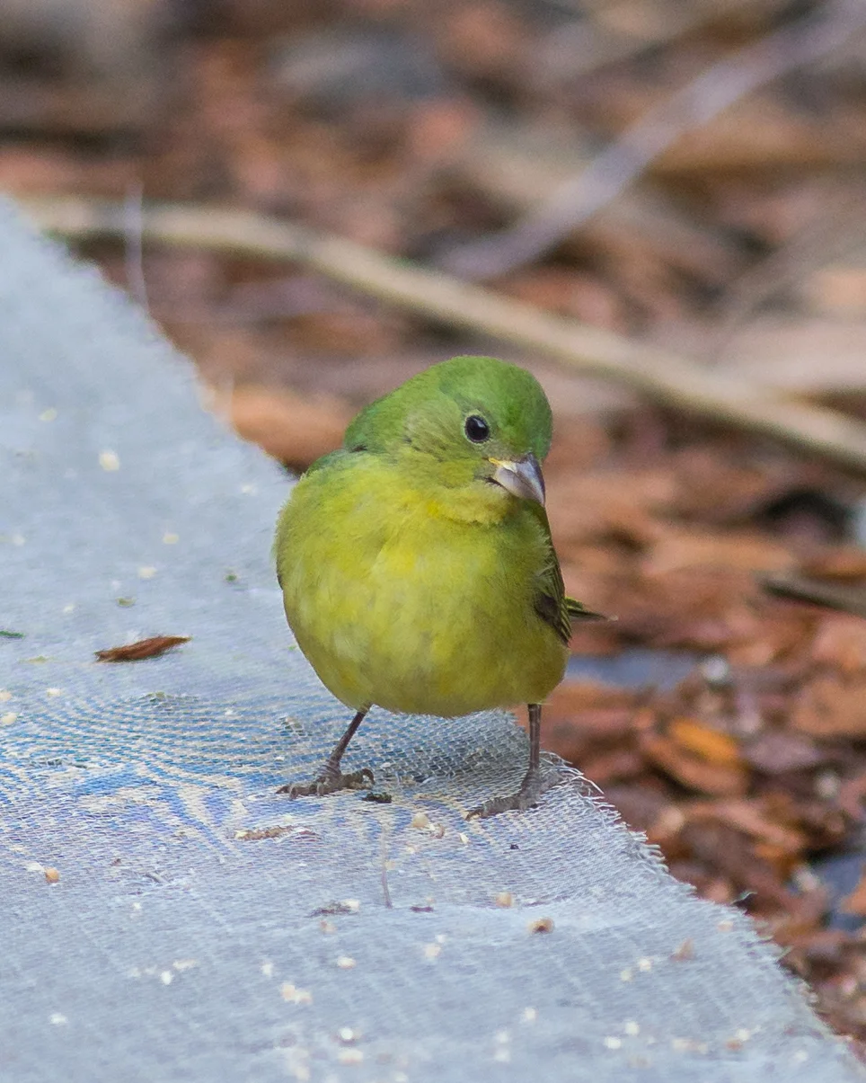 Settings: 450mm eqv, 1/500s, f/3.5, ISO640, +1/3EV