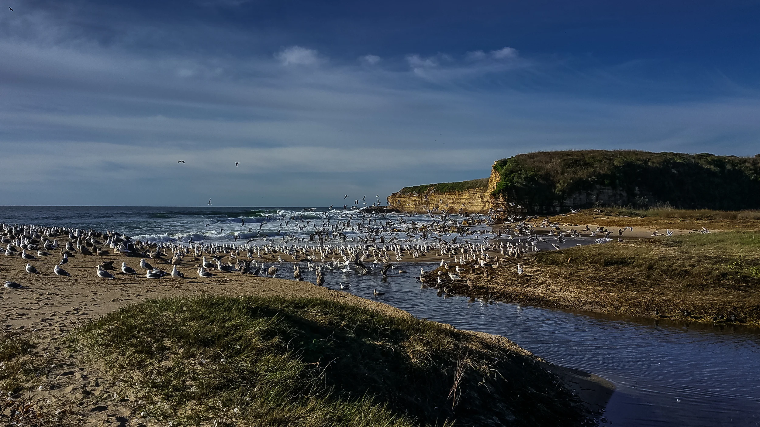 Photo of the Week 31: Gulls on Baldwin Creek Beach EQ: Note4 Taken: 1-21-2016 at 9:36a Settings: 4.8mm, 1/1500s, f/2.2, ISO40 Conditions: Sunny